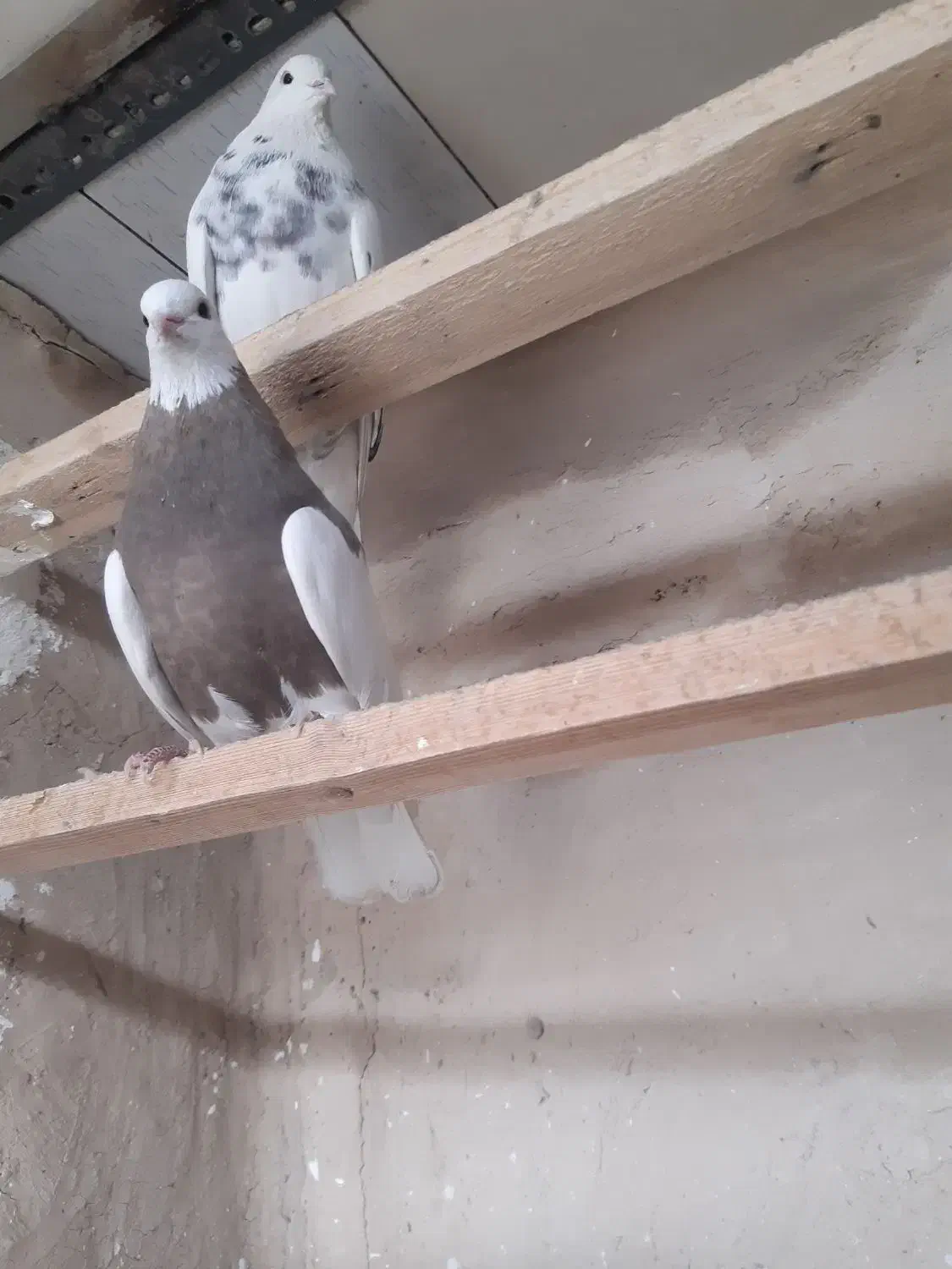 کبوتر|پرنده|تهران, شهر زیبا|دیوار