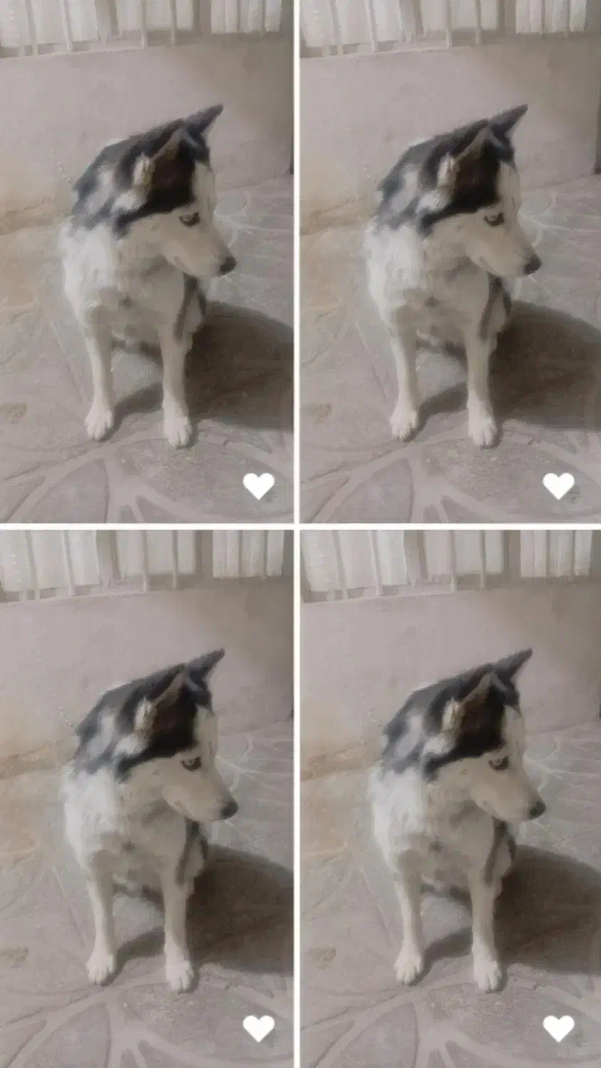 سگ هاسکی باهوش وفادار|سگ|کهریزک, |دیوار