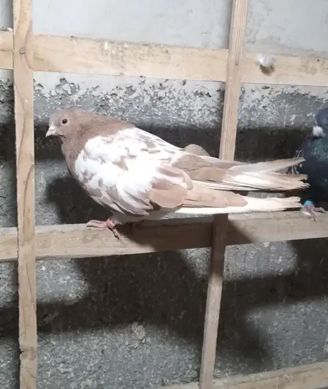 کفتر سرور  نوک ریز ۴۰ سانتی|پرنده|کرج, عظیمیه|دیوار