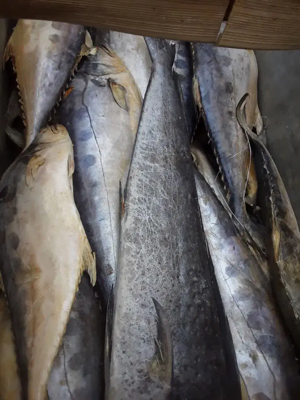 ماهی جنوب|ماهی|کاشان, سیفی آباد|دیوار