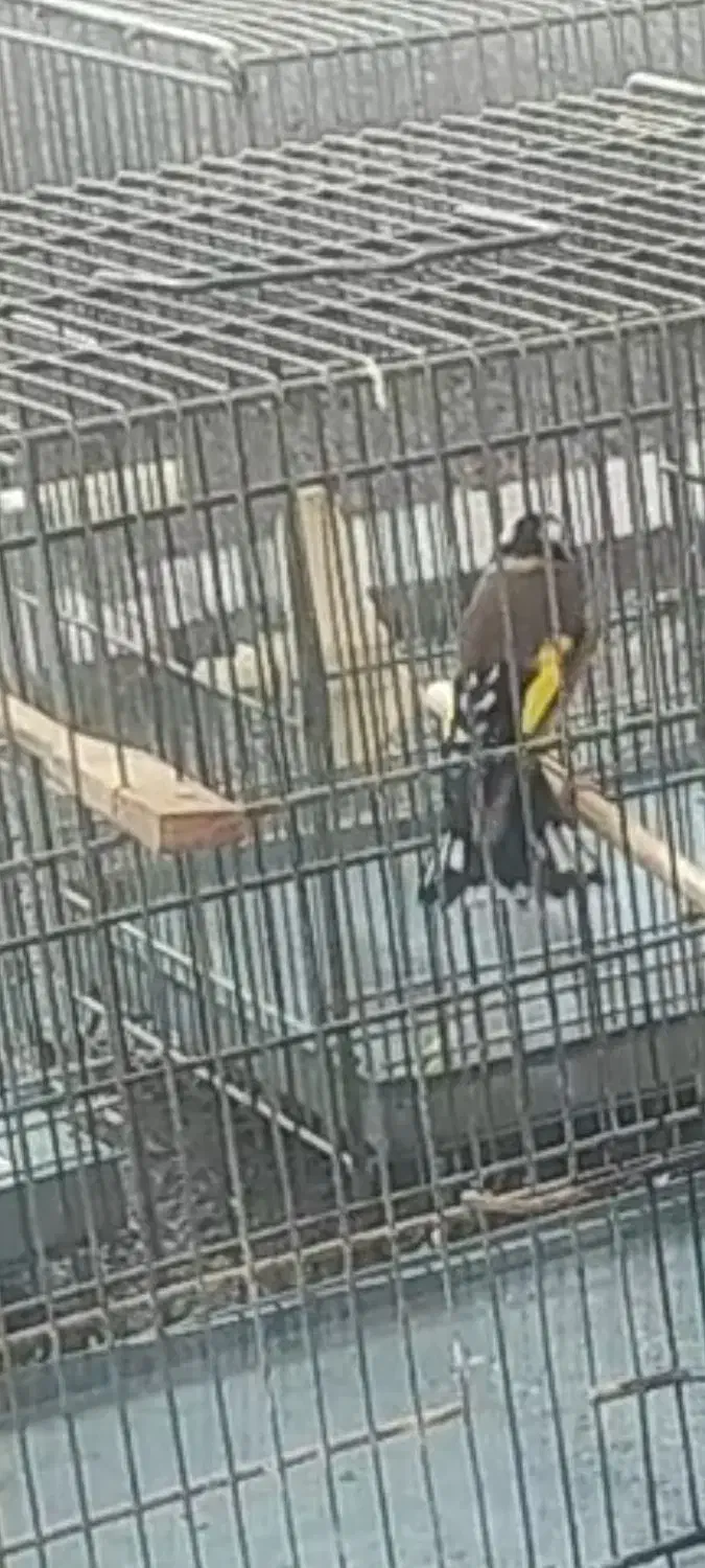 سهره جفتی|پرنده|ری, شهید بهشتی|دیوار