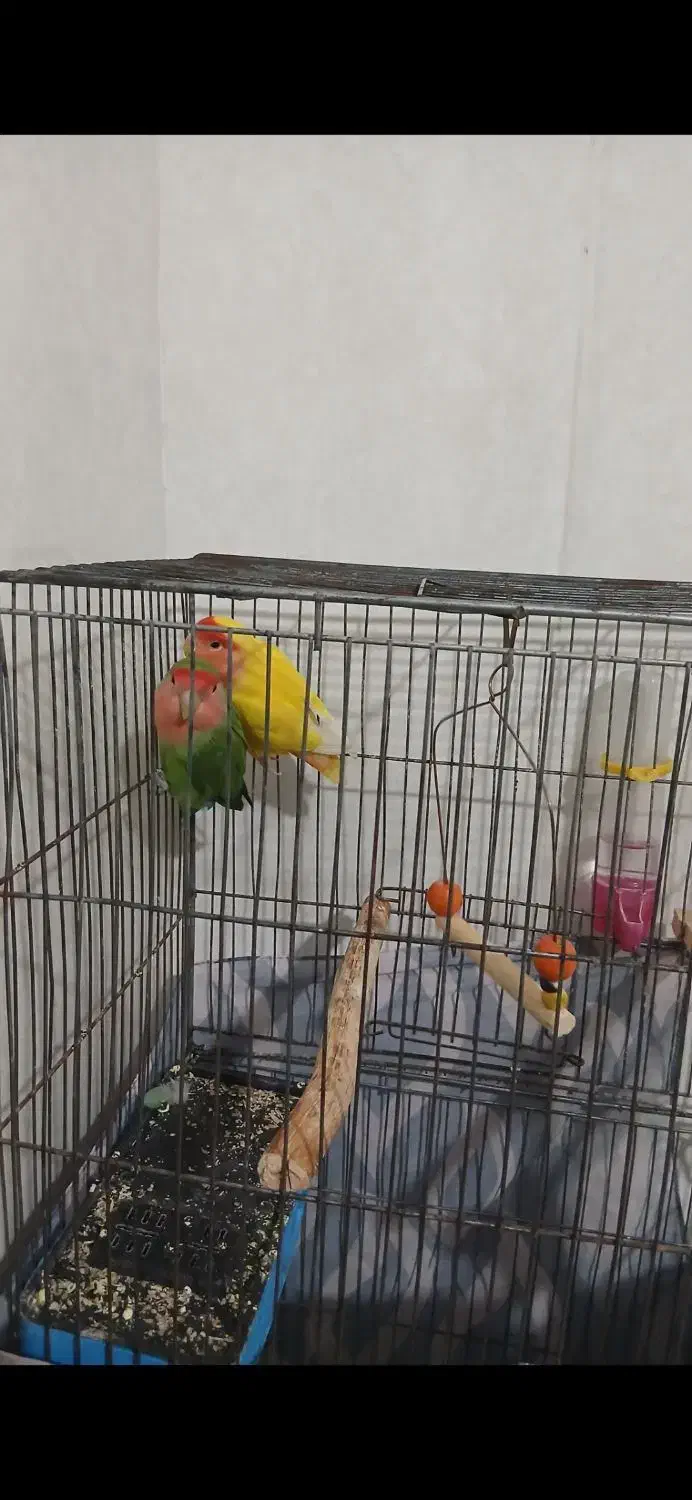 یک جفت طوطی برزیلی|پرنده|سجاس رود, |دیوار