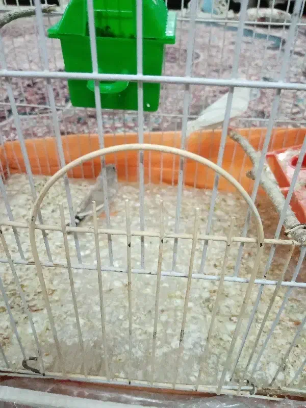 فنچ|پرنده|نیشابور, شهید بهشتی|دیوار