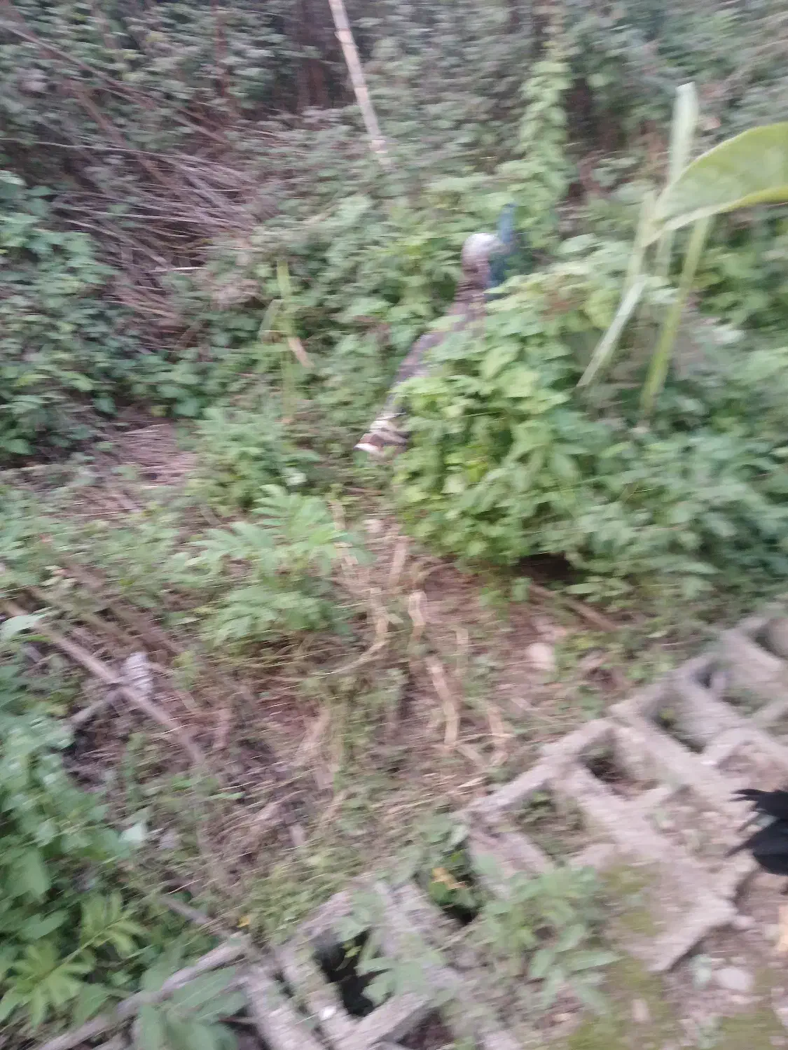 بوقلمون و اردک اسرائیلی نر|حیوانات مزرعه|رشت, حومه رشت|دیوار