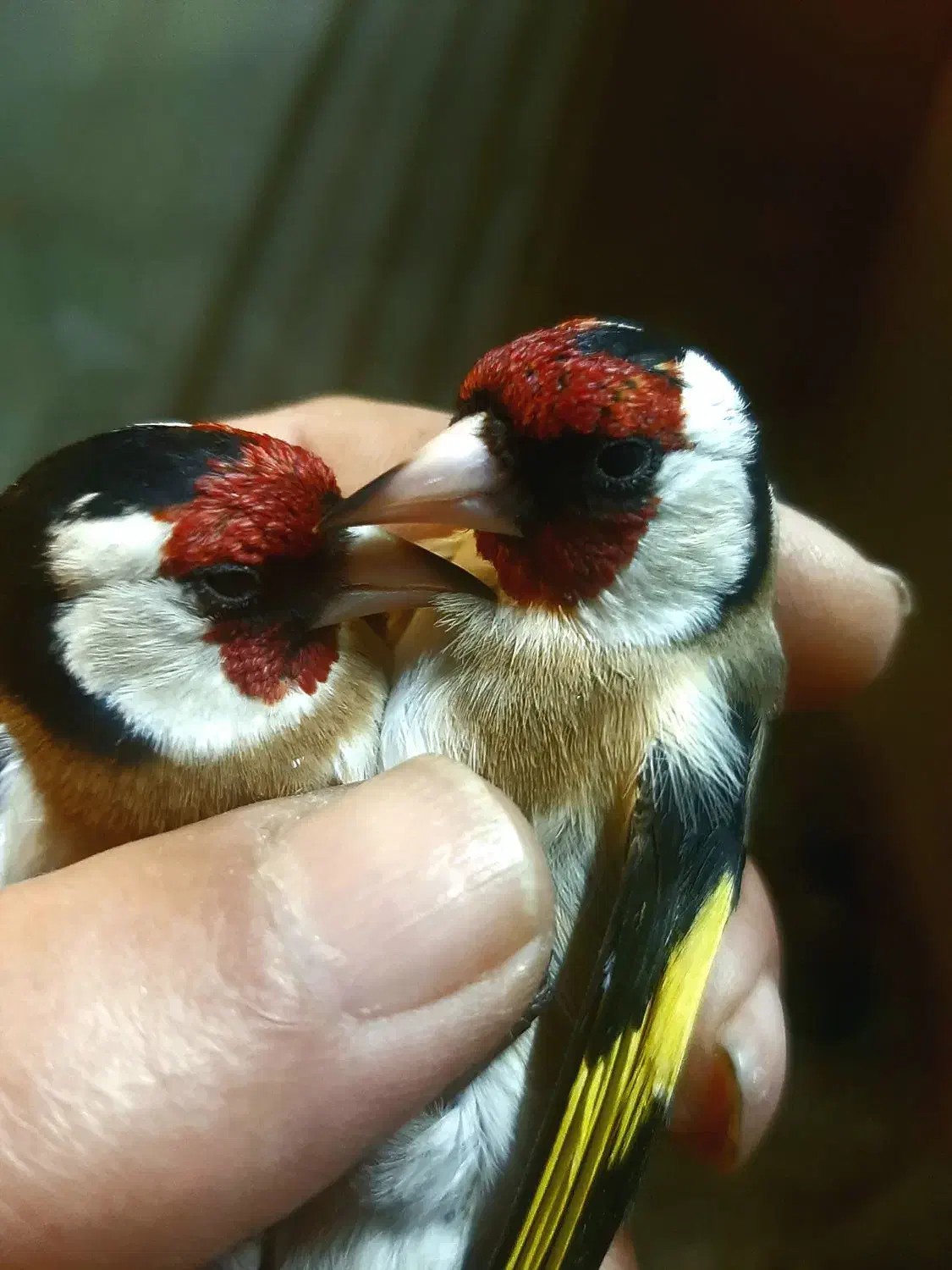 سره وسره قناری قرس وکفتر پشتدری|پرنده|ری, سیزده آبان|دیوار