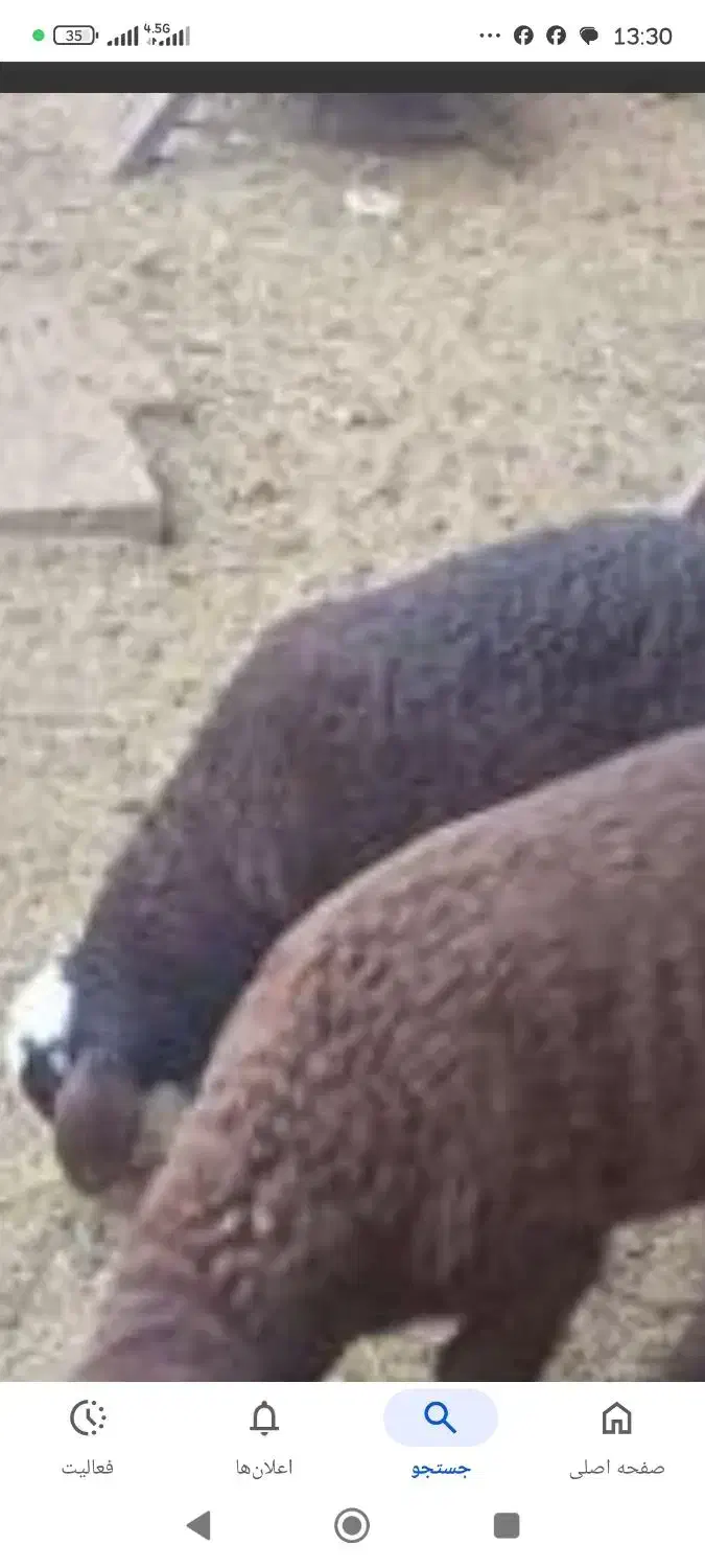 بز وبره|حیوانات مزرعه|مسجد سلیمان, |دیوار