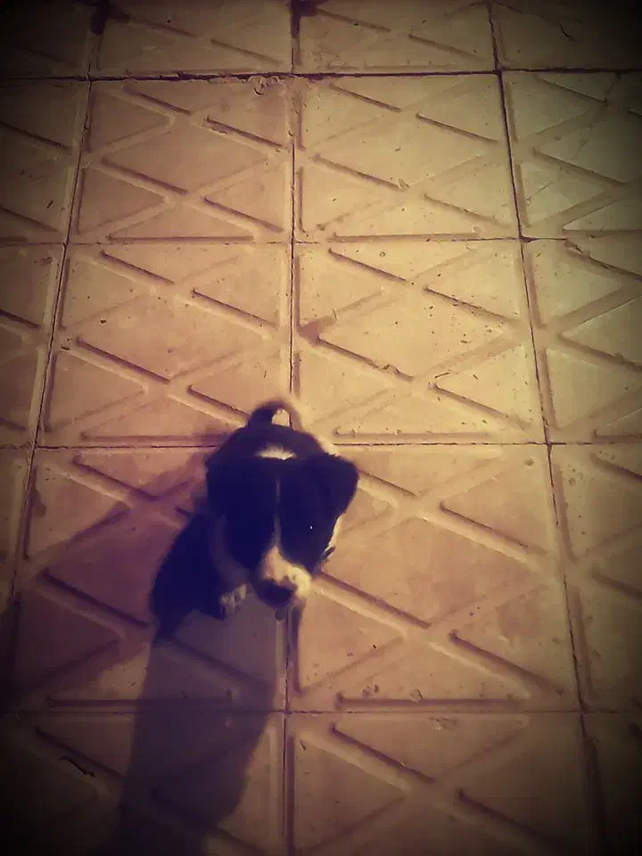 سگ.|سگ|جیرفت, |دیوار