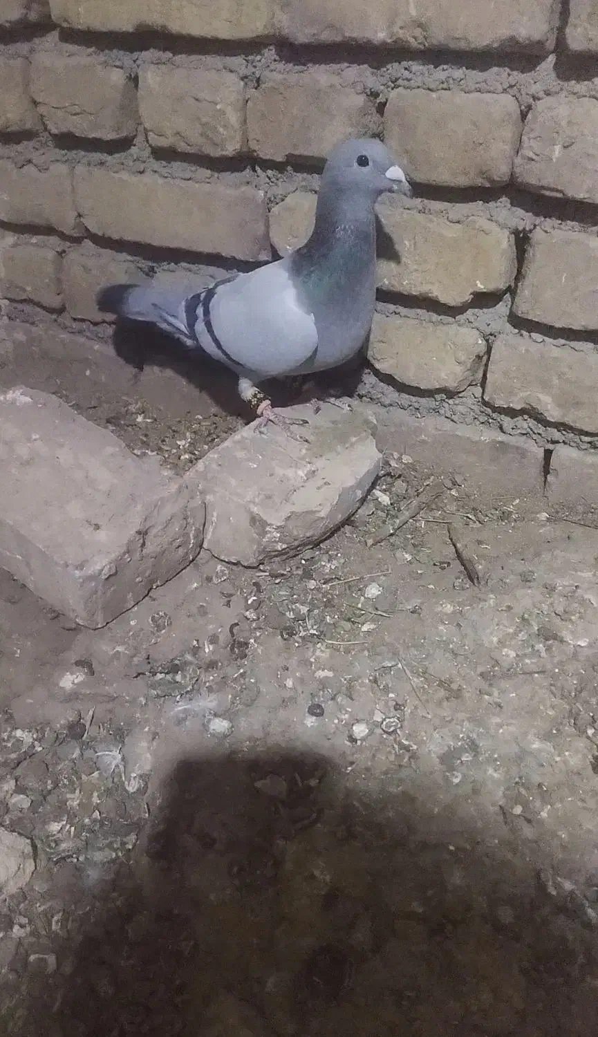 سبز کرمونی قلدر|پرنده|کاشمر, |دیوار