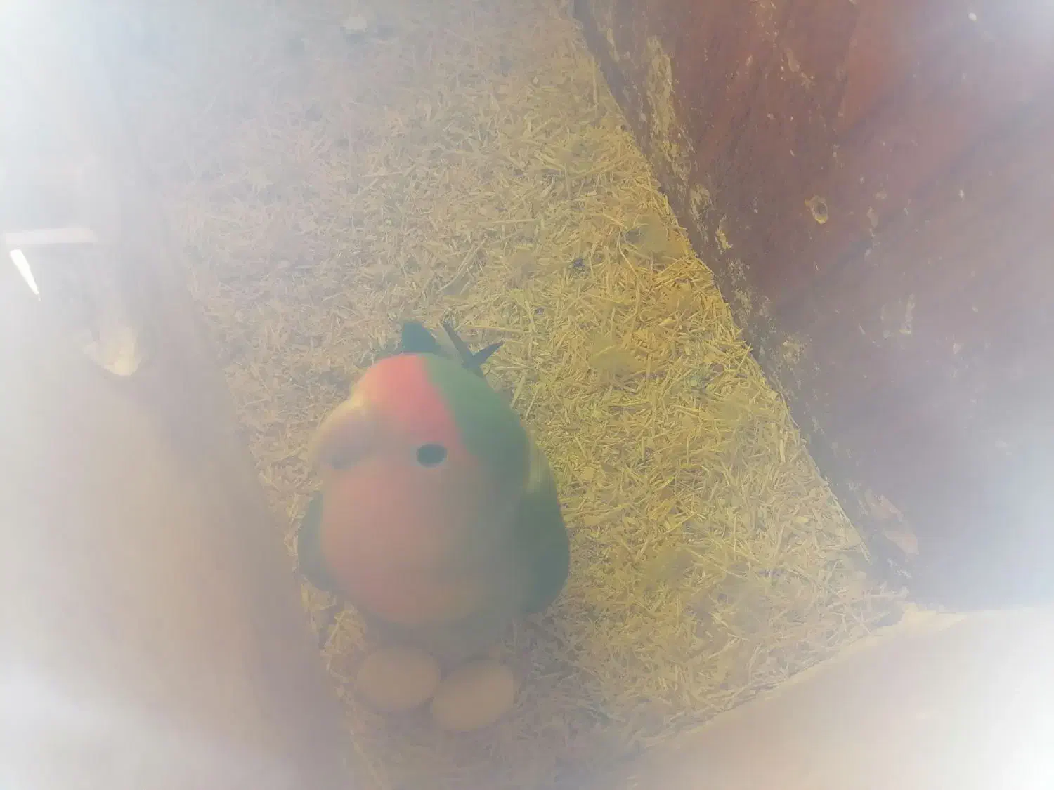 طوطی برزیلی ماده|پرنده|سنندج, |دیوار