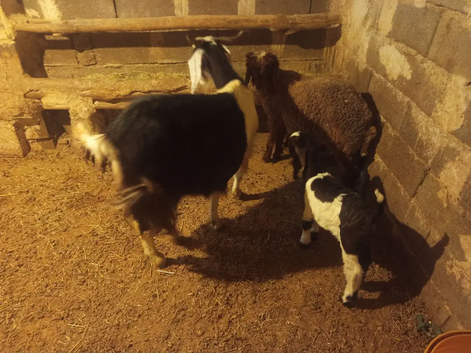 بز بزغاله  و بره نر|حیوانات مزرعه|گهواره, |دیوار