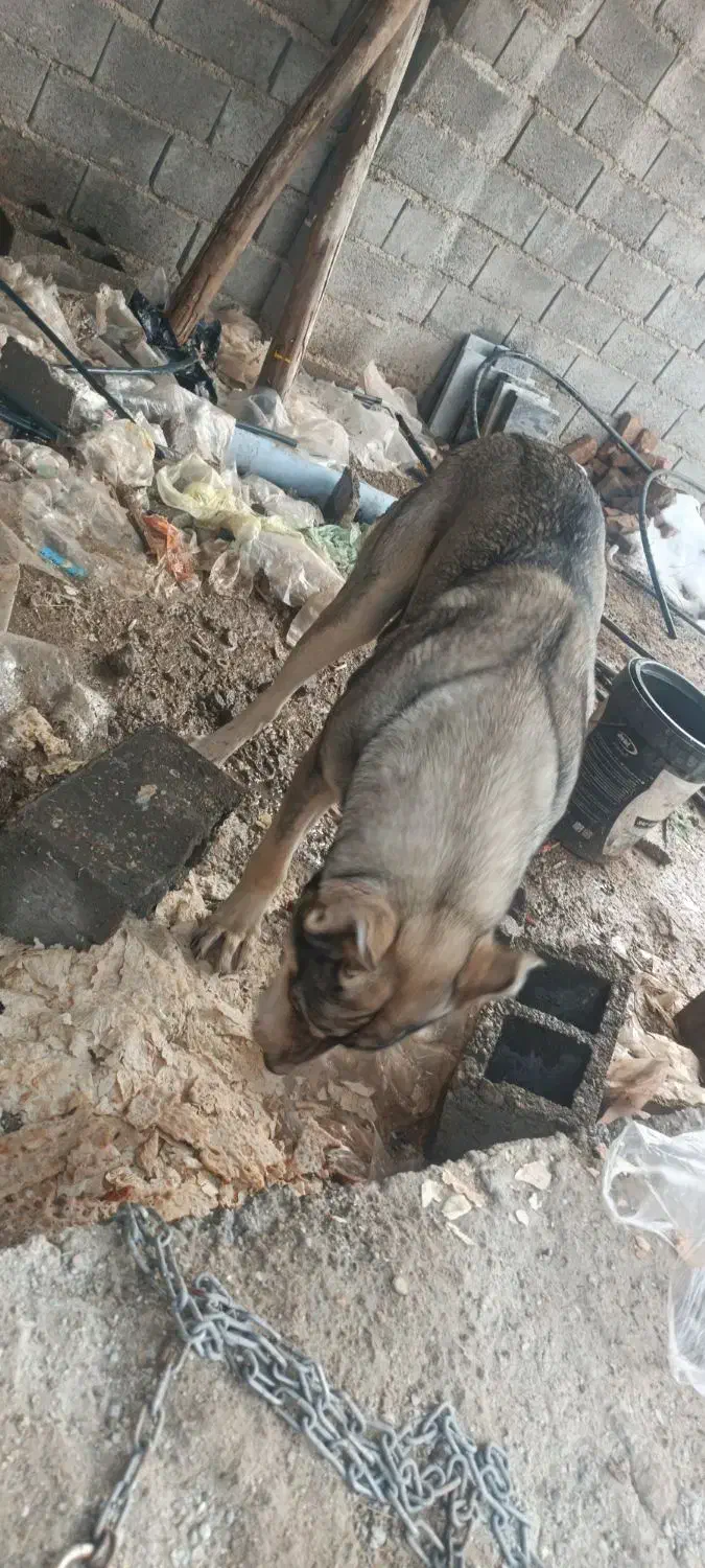 سگ پژده|سگ|لیلان, |دیوار