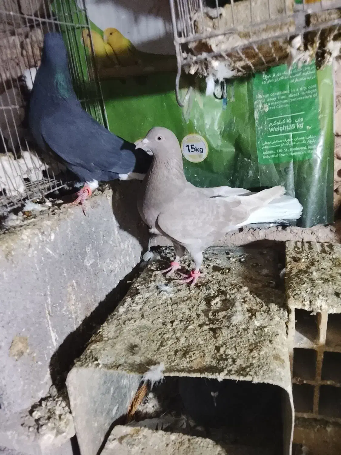 کفتر|حیوانات|همدان, |دیوار