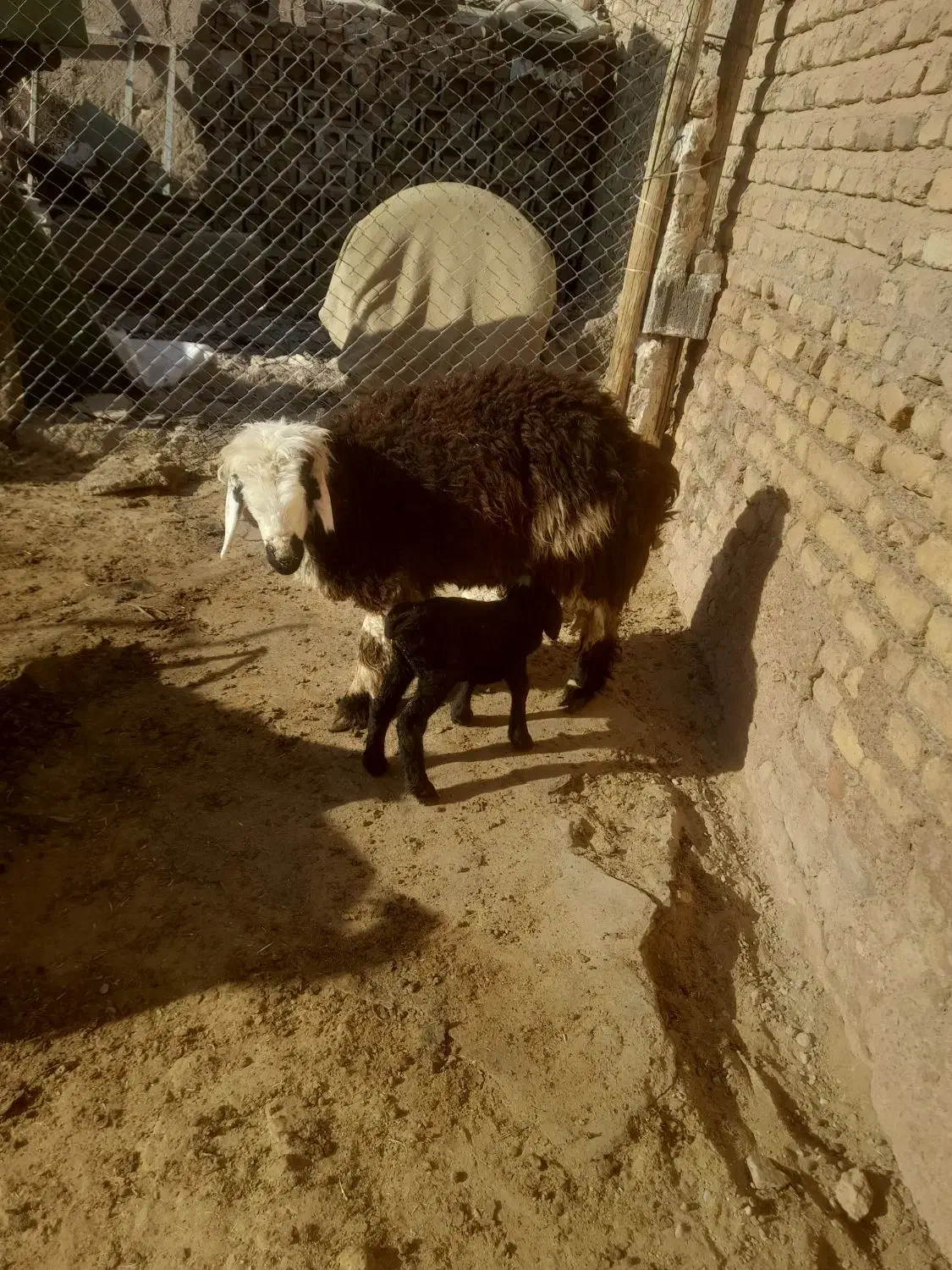 میش بره دار|حیوانات مزرعه|مرودشت, ولایت|دیوار