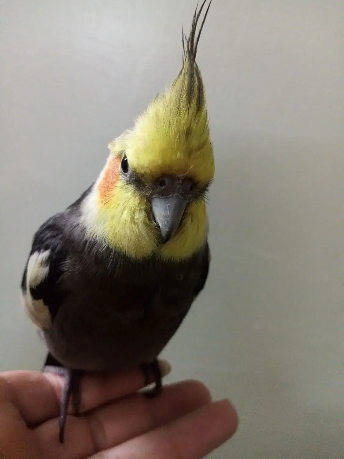 مراقب باشید|پرنده|تهران, هفده شهریور|دیوار