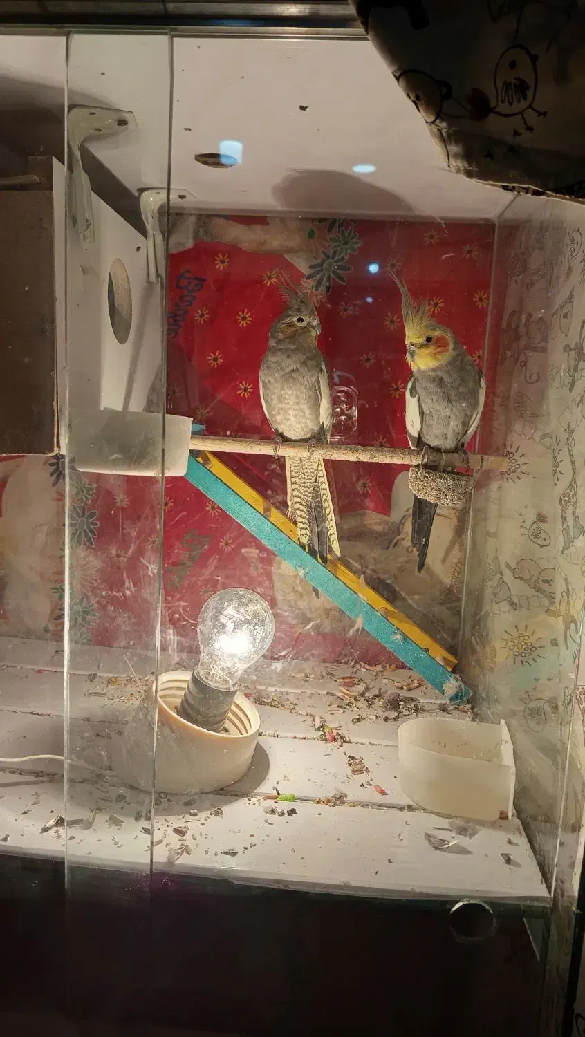 عروس با قفس|پرنده|اهر, |دیوار