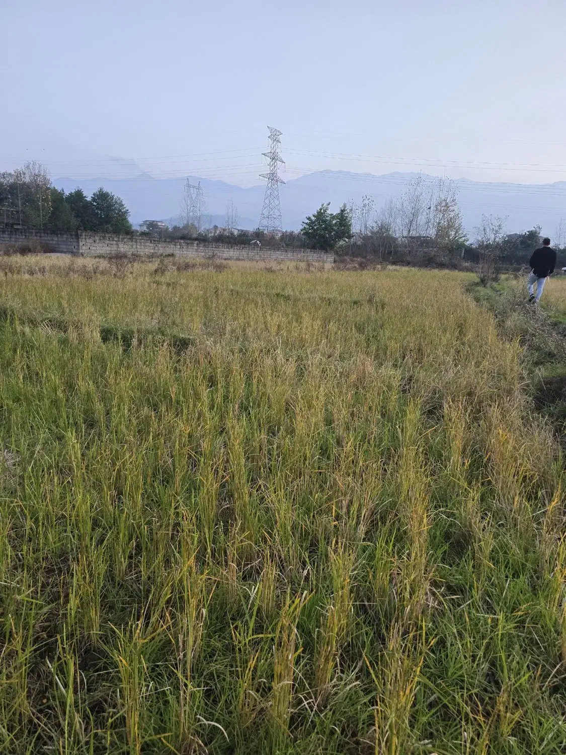 فروش زمین مزروعی چسبیده مسکونی|فروش زمین و ملک کلنگی|واجارگاه, |دیوار