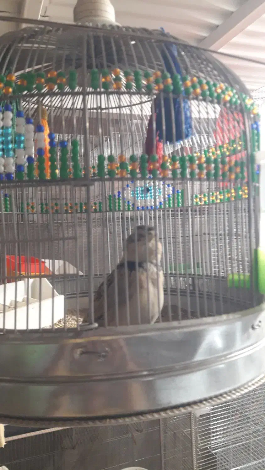 فروش دوعدد سهره مست مست کاگل بگیر|پرنده|بهبهان, |دیوار