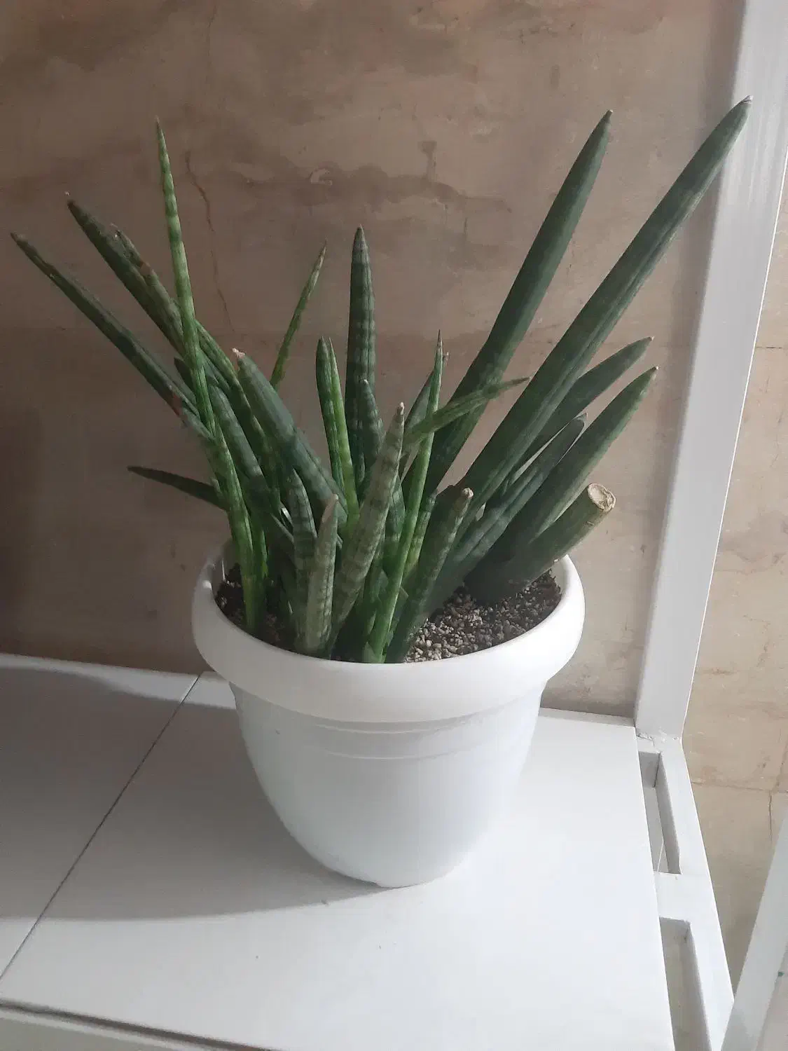 گل و گلدان دونه ای ۴۰۰|گل و گیاه طبیعی|نسیم‌شهر, |دیوار