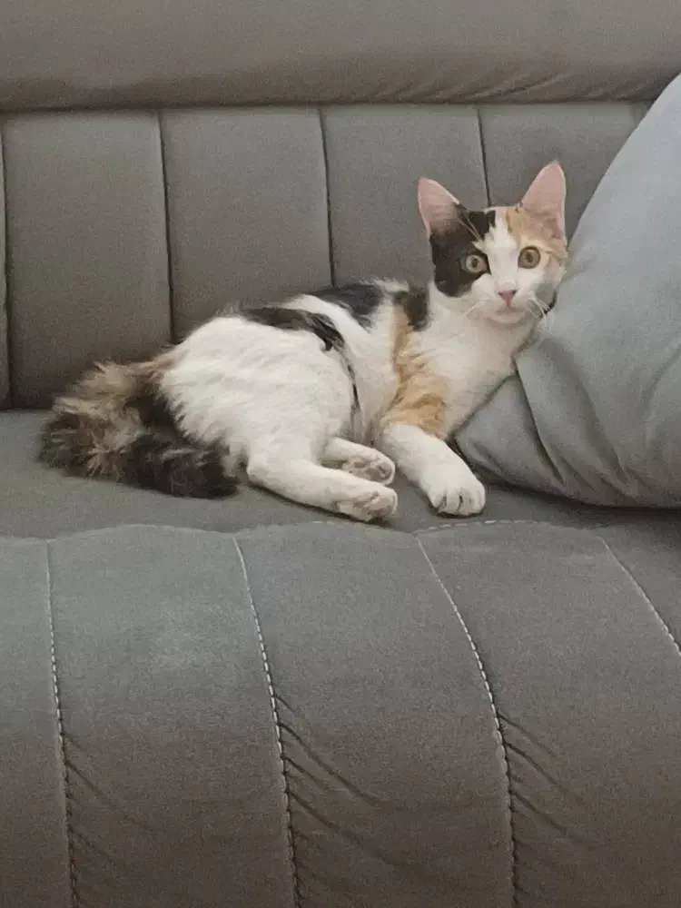 گربه نژاد دی اس اچ|گربه|ری, دیلمان|دیوار