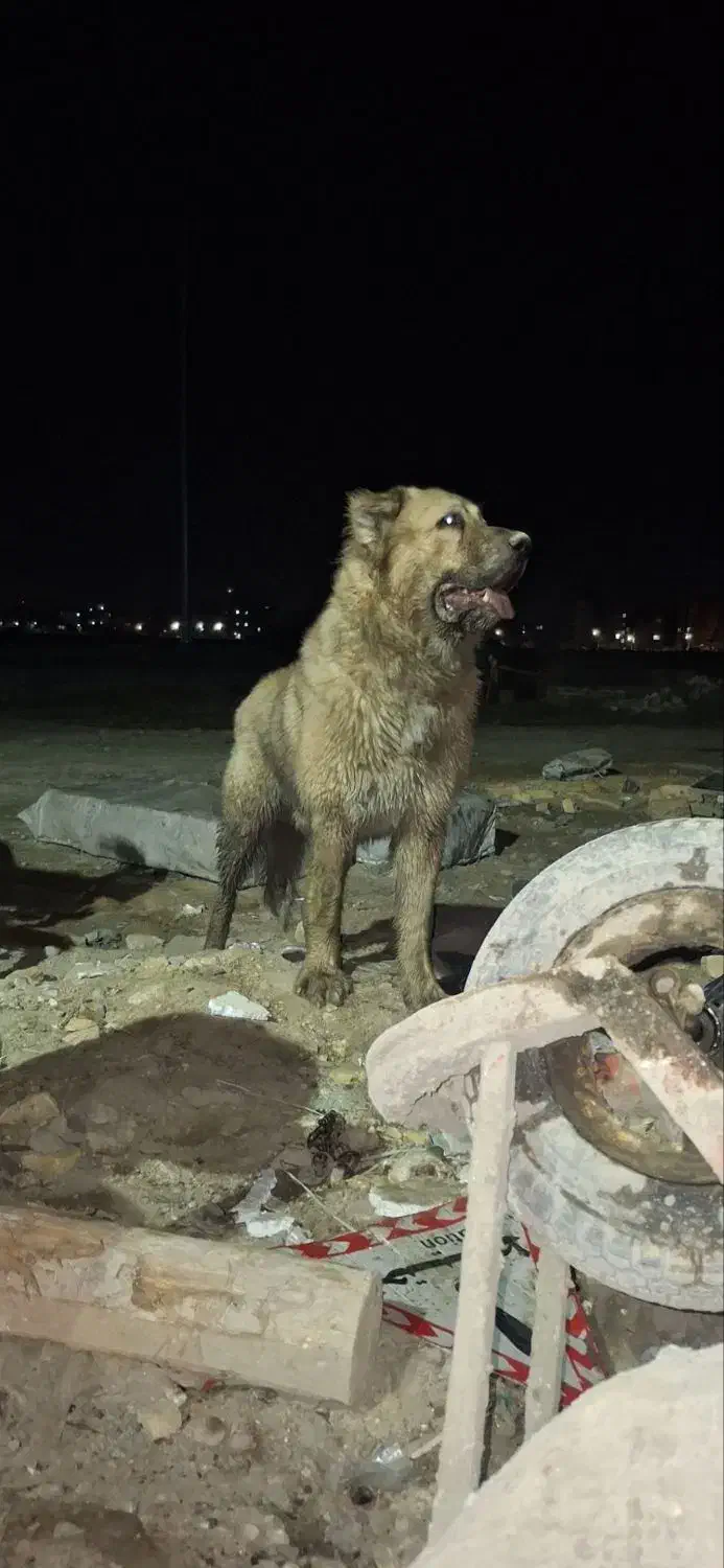 حیوون گمشده|حیوانات|مشهد, نظام دوست|دیوار