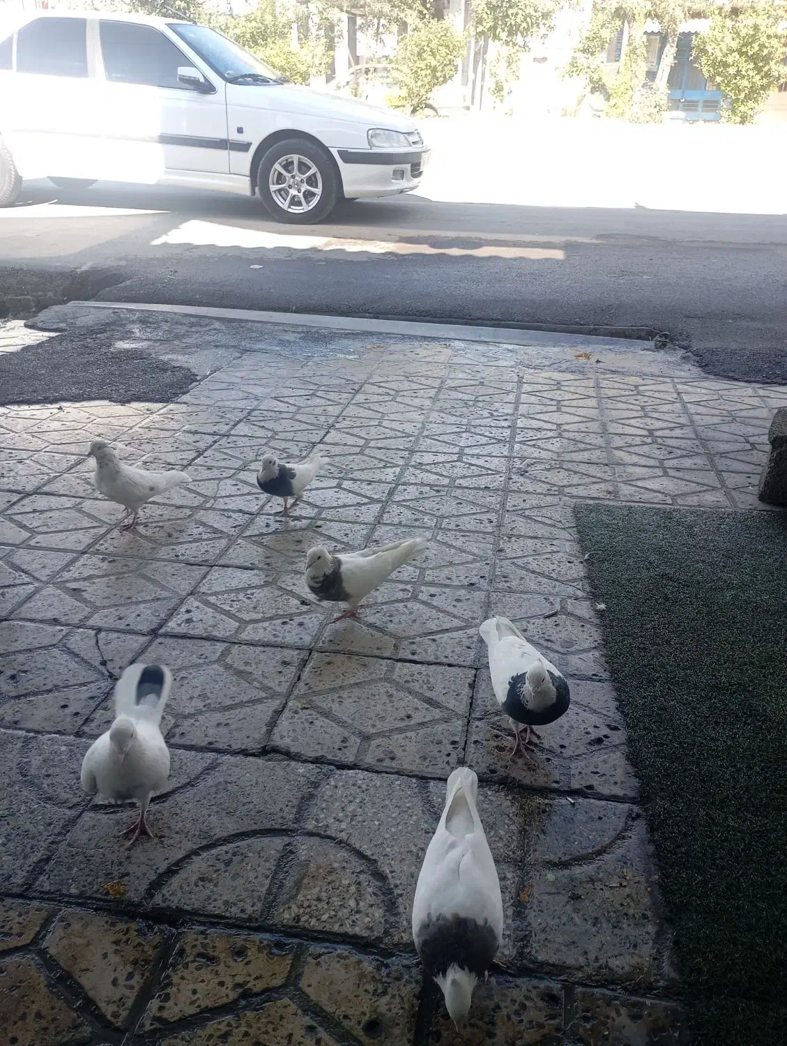 کبوتر|پرنده|دره شهر, |دیوار