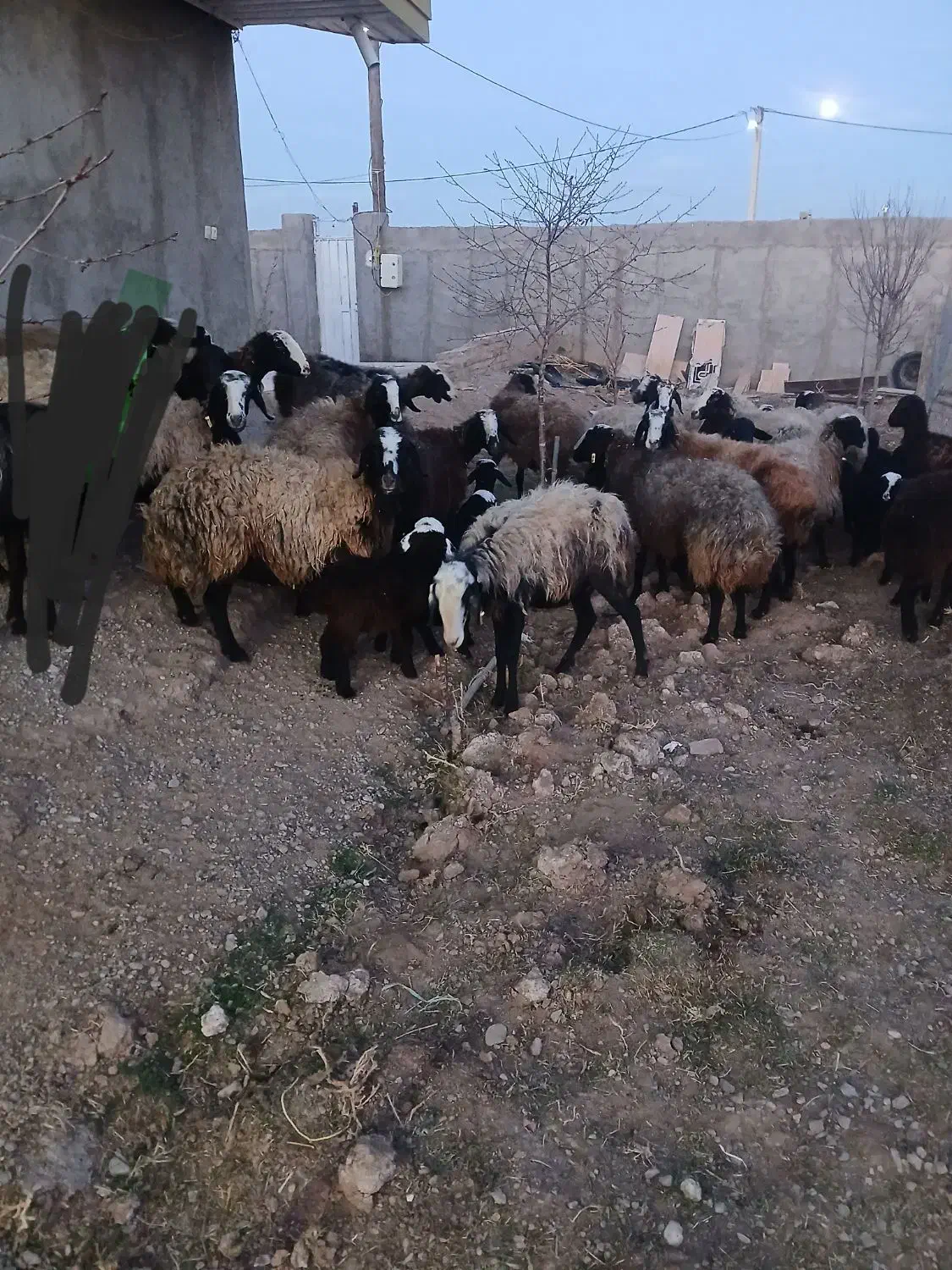 میش شال|حیوانات مزرعه|قزوین, |دیوار