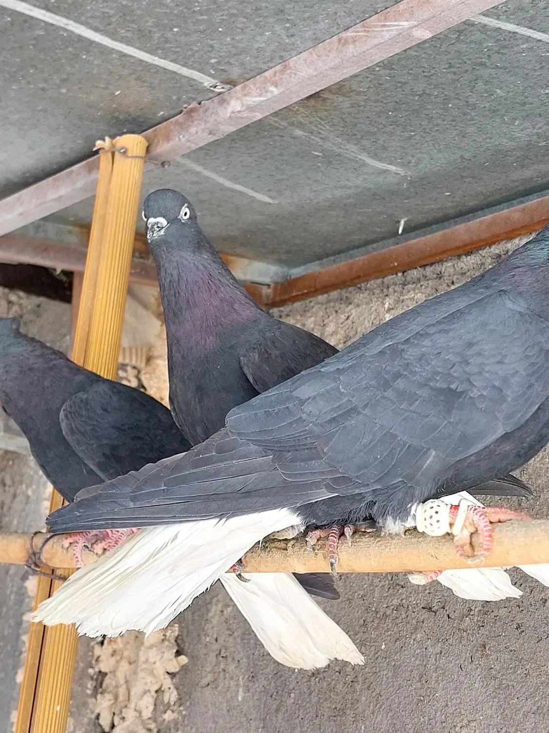 کبوتر|پرنده|قزوین, |دیوار