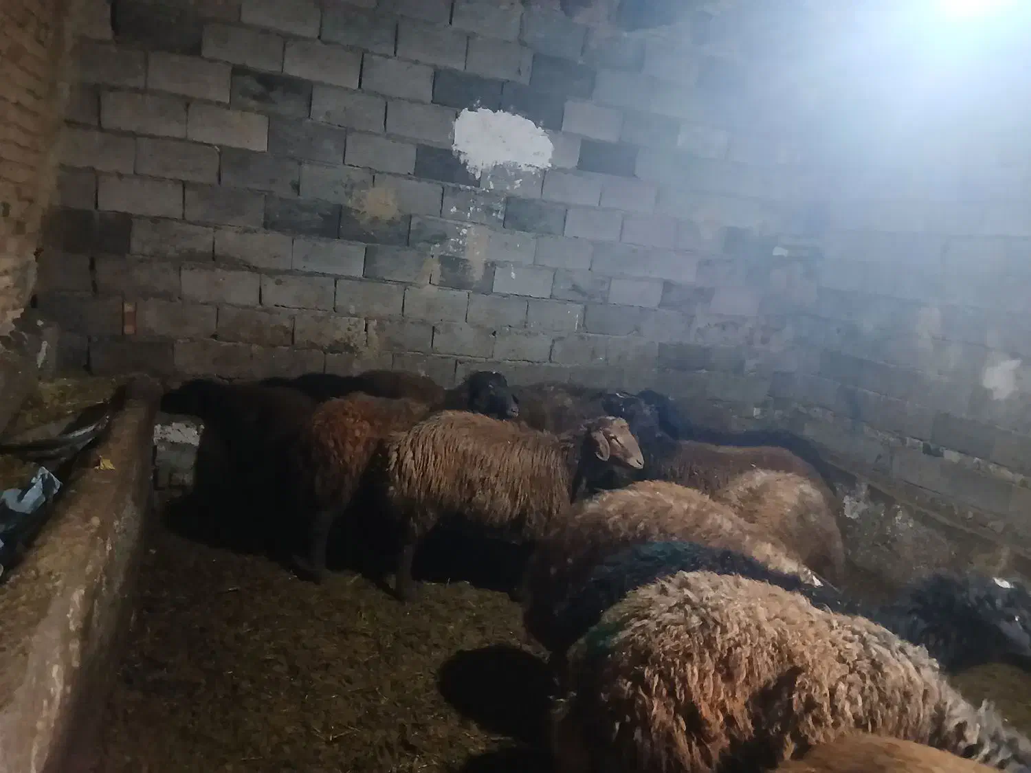 بره نر چاق|حیوانات مزرعه|مهربان, |دیوار