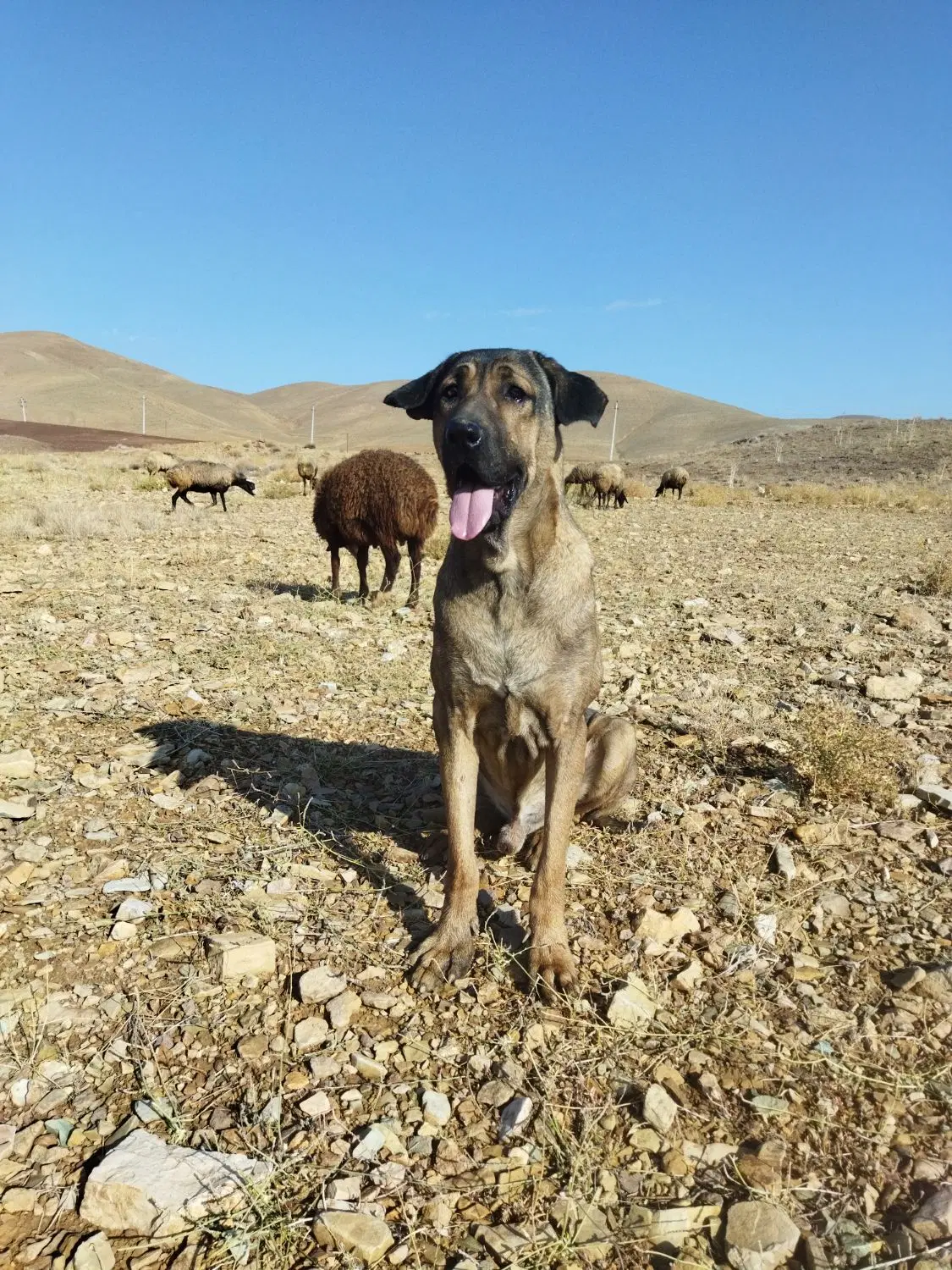 سگ عراقی|سگ|آبگرم, |دیوار