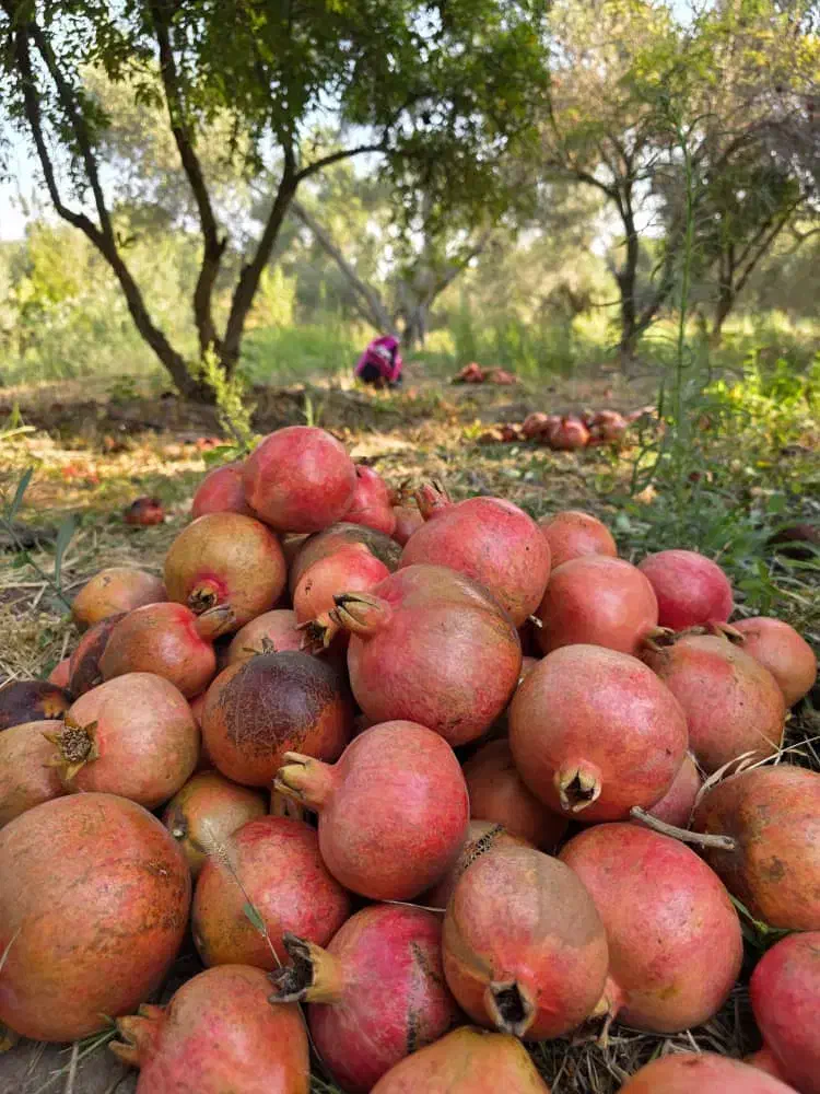 انارشیرین از 5کیلو میتونید بخرید تا 2 تن قیمت باغ|خوردنی و آشامیدنی|لاهیجان, یوسف آباد|دیوار