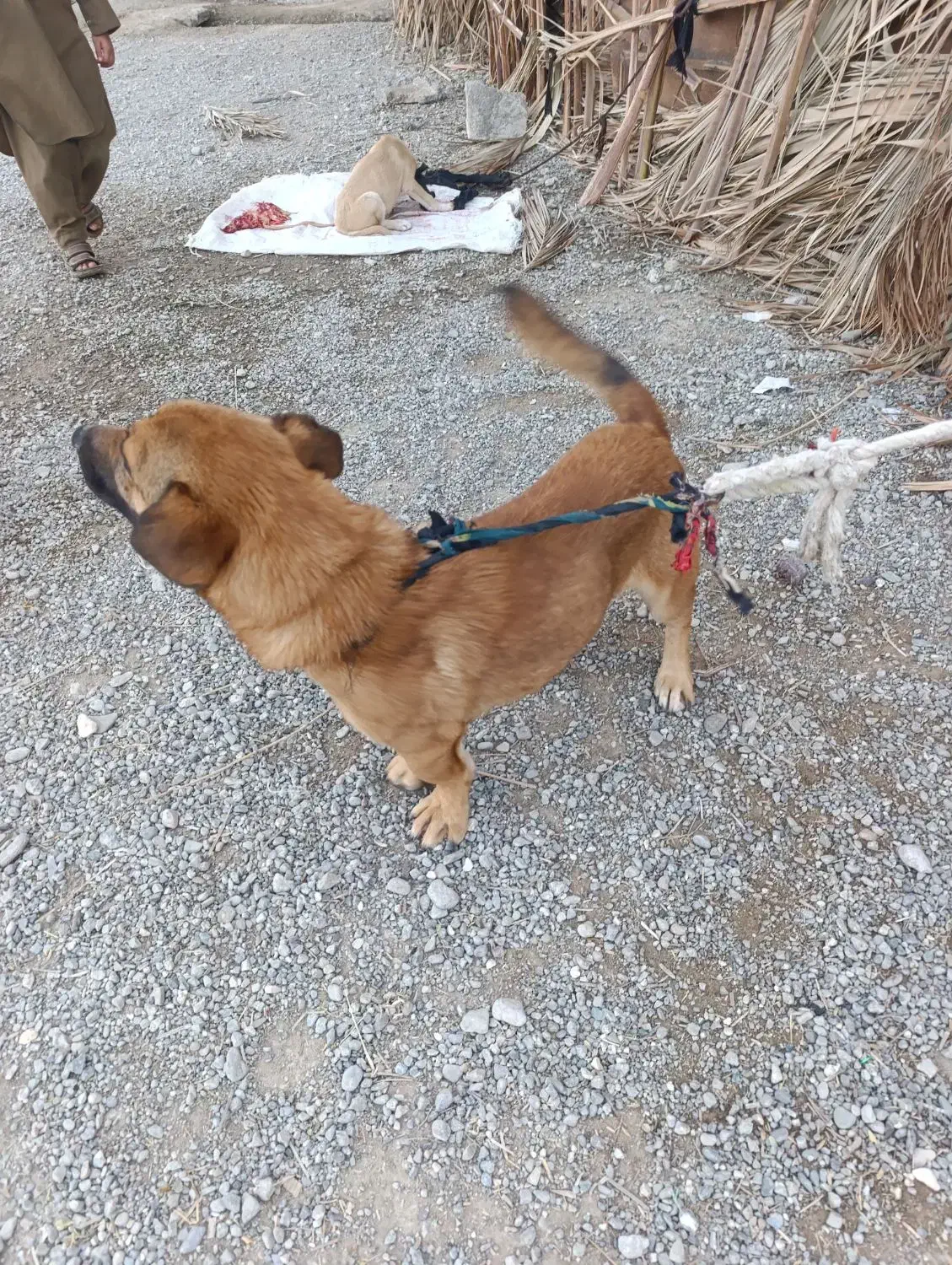 سگ پا کوتاه|سگ|ایرانشهر, |دیوار