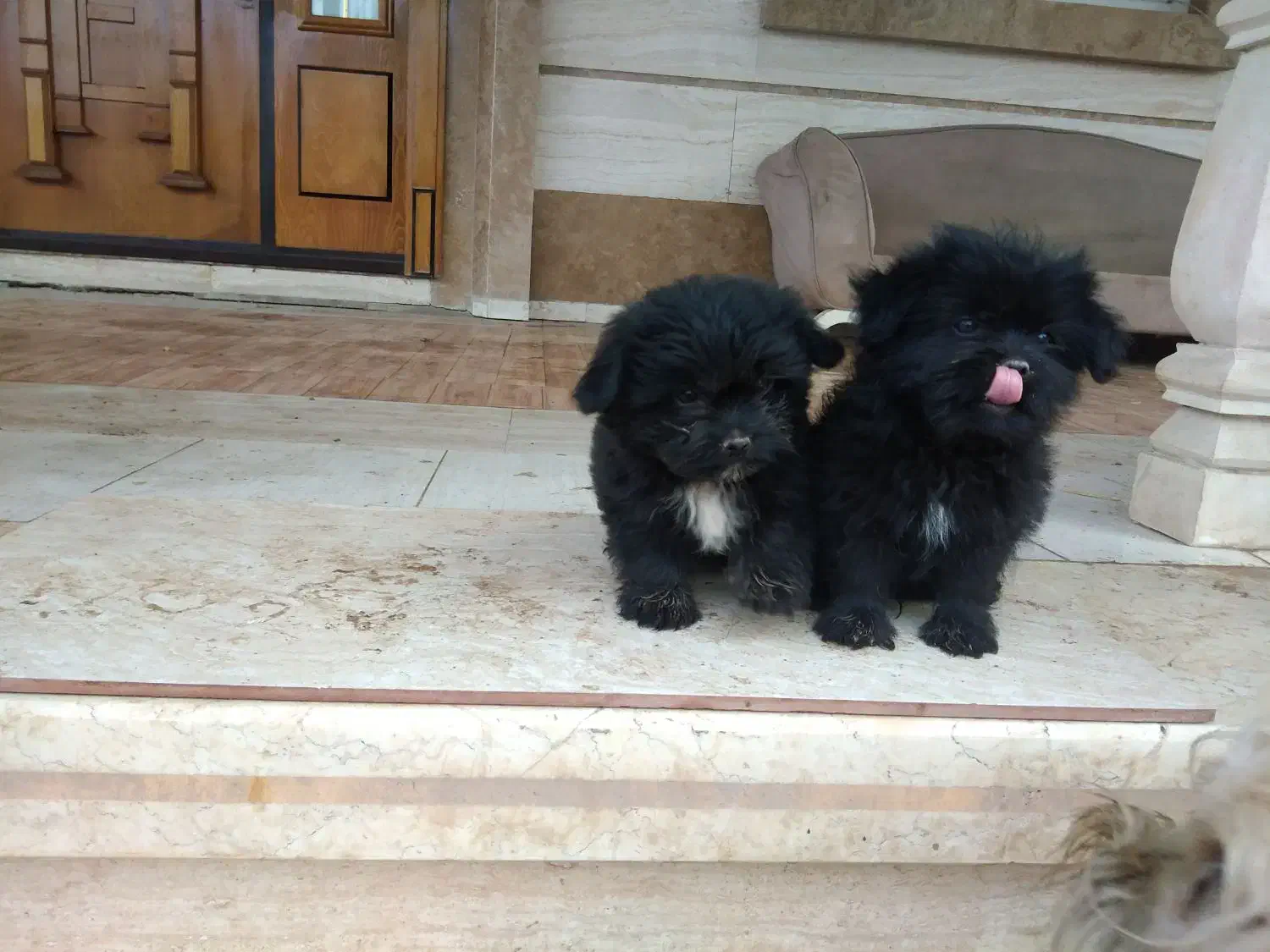 واگذاری غیر رایگان تعدادی پت|سگ|سنگر, |دیوار