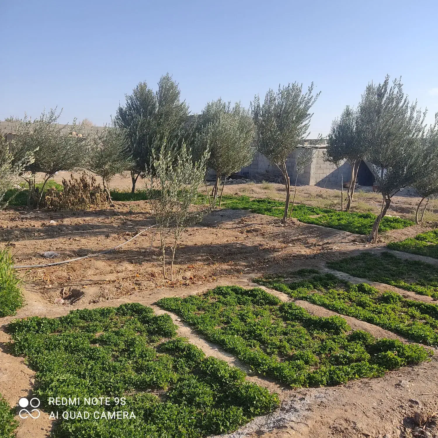 دامداری صنعتی2500متر|فروش دفتر صنعتی، کشاورزی، تجاری|سمنان, |دیوار