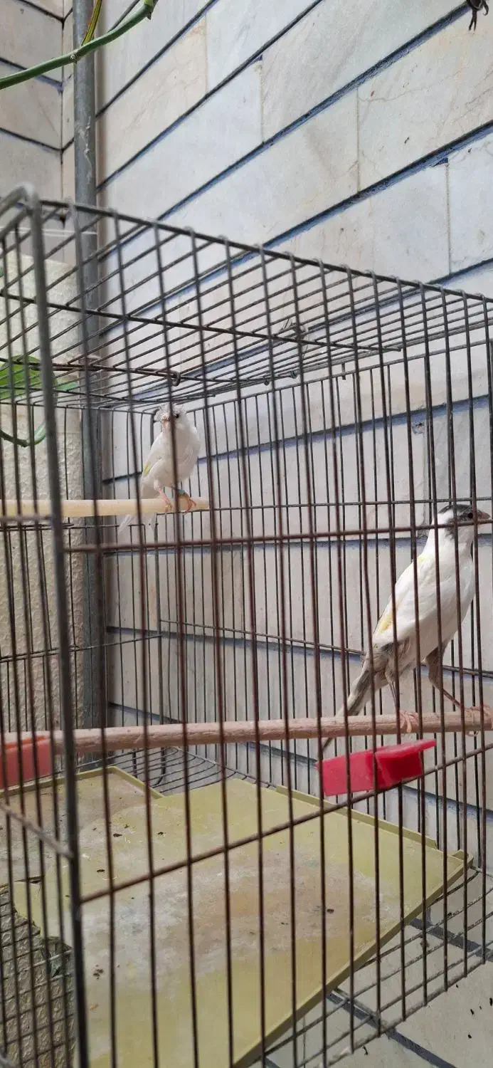 قناری|پرنده|قهدریجان, |دیوار