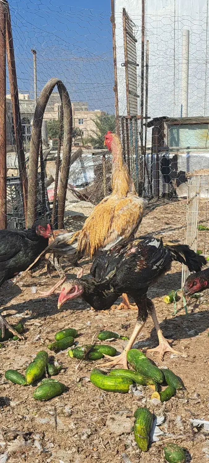 مرغ وخروس محلی|حیوانات مزرعه|بندر گناوه, |دیوار