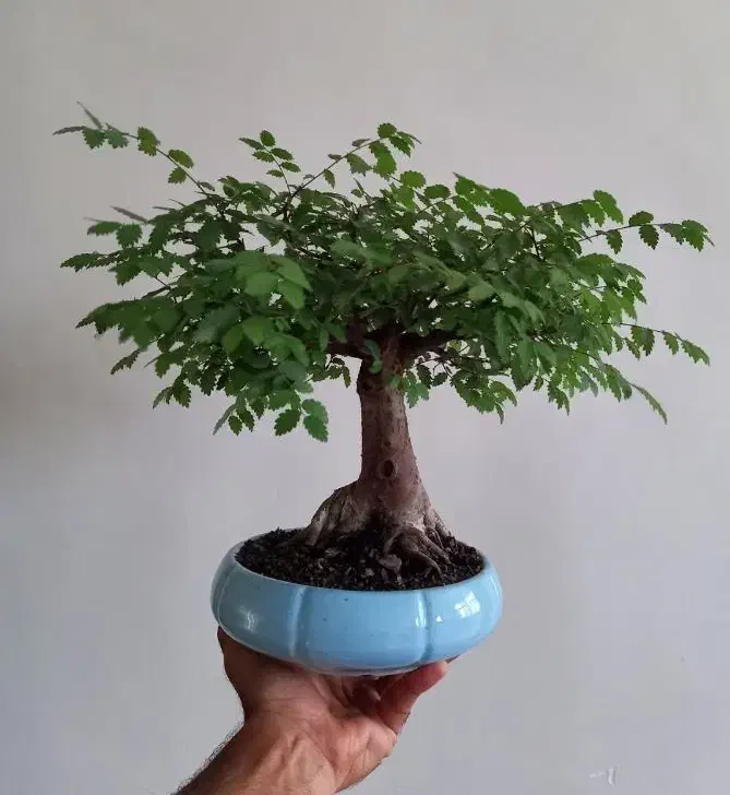 بونسای نارون|گل و گیاه طبیعی|تهران, امام خمینی|دیوار