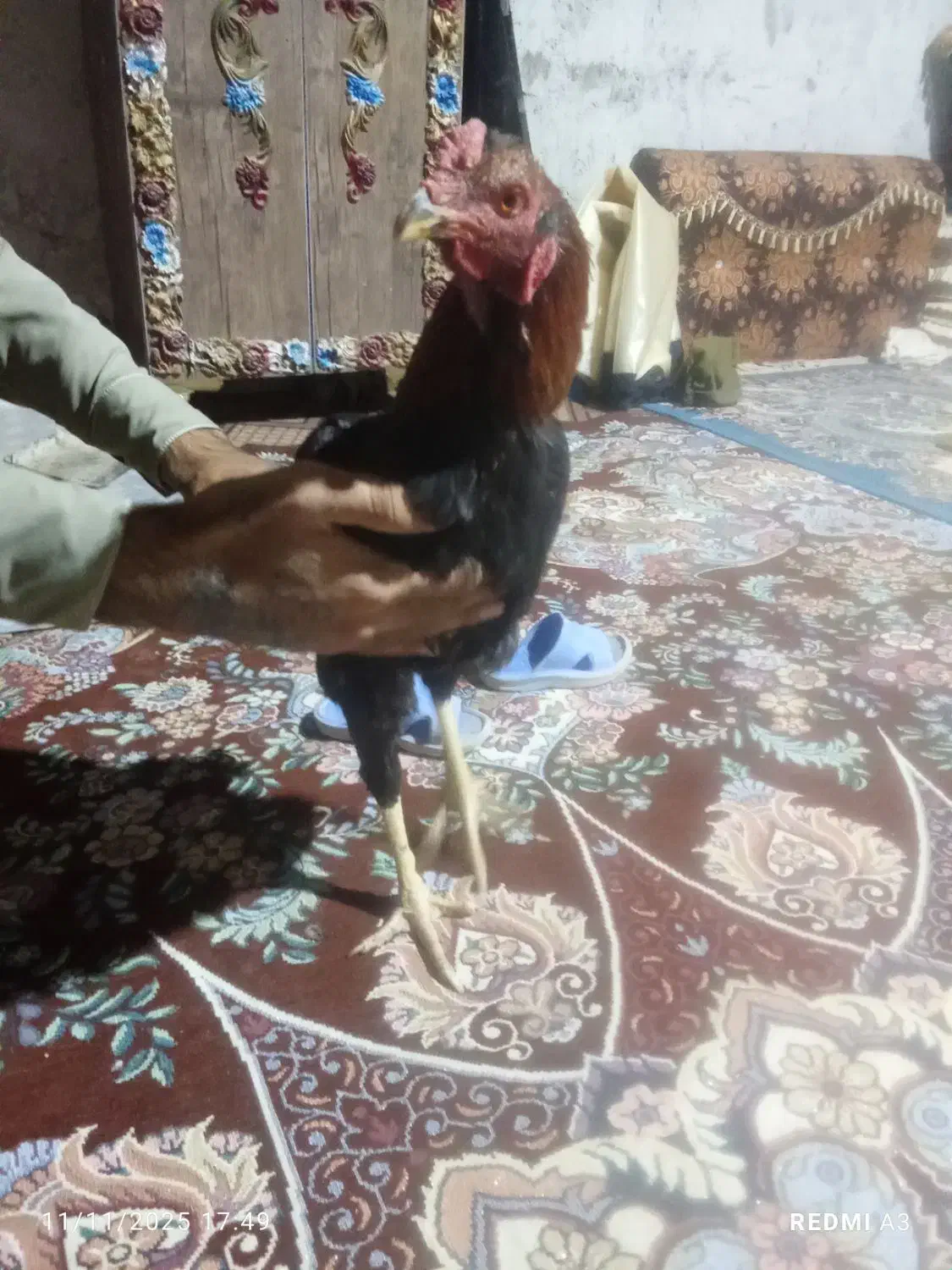 خروس لاری اصل ضمانتی|حیوانات مزرعه|سراوان, |دیوار