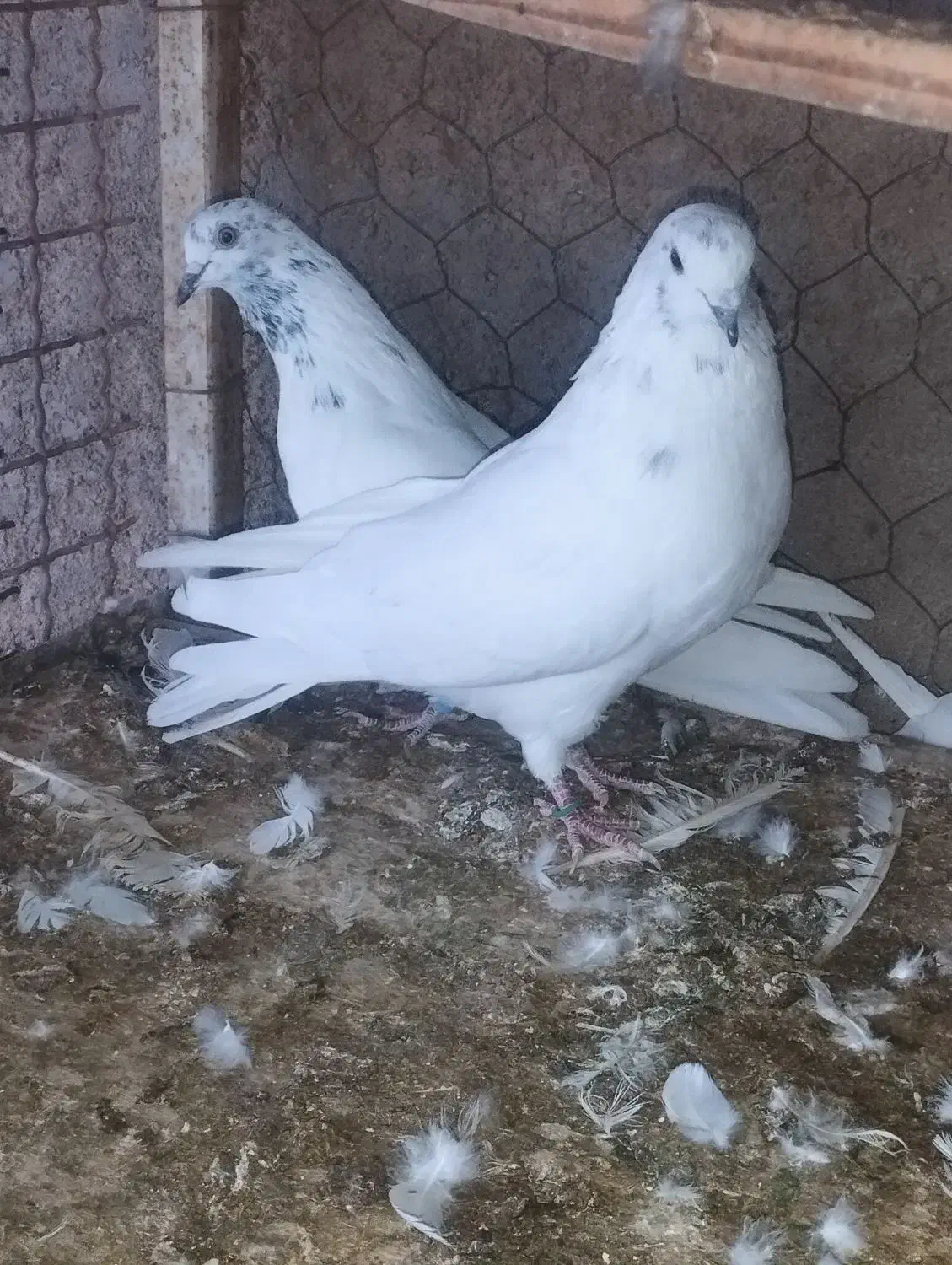 کفتر|پرنده|زارچ, |دیوار