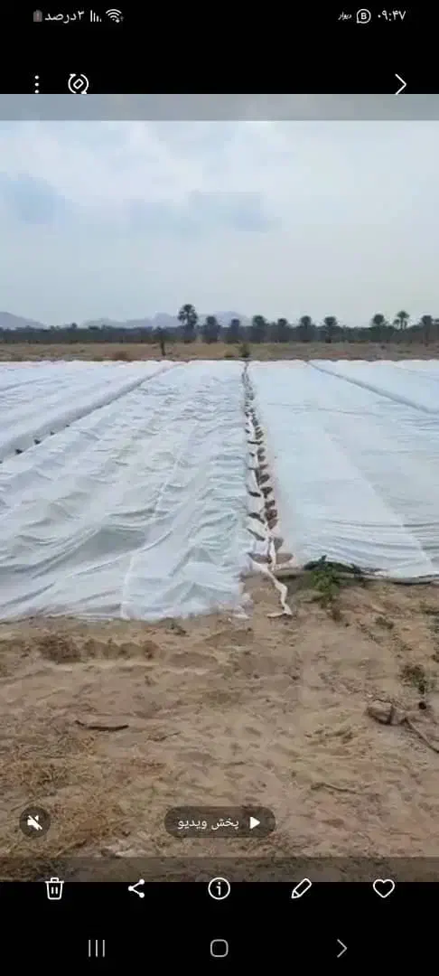 کاور ضد سرما سیب زمینی|خدمات باغبانی و درختکاری|کهنوج, |دیوار