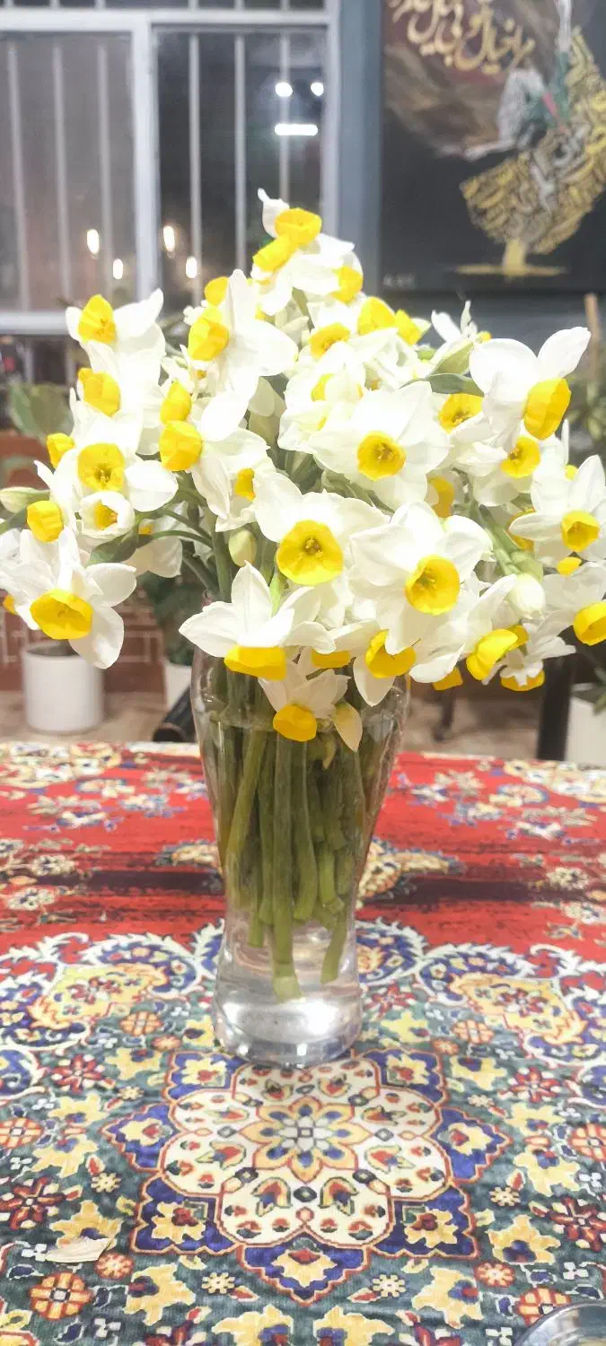 گل نرگس|گل و گیاه طبیعی|بیرجند, |دیوار