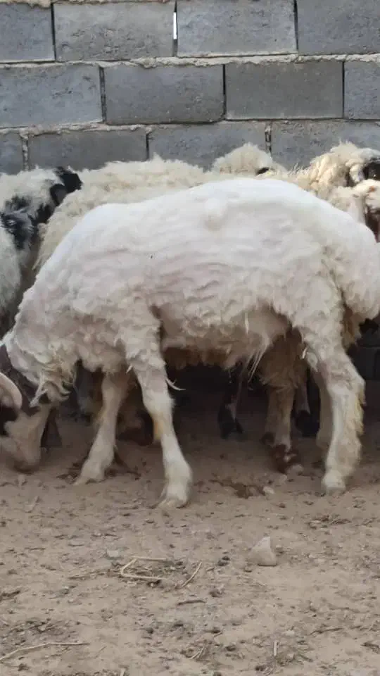 فروش تعدادی میش فقط نقدی|حیوانات مزرعه|نی‌ریز, |دیوار