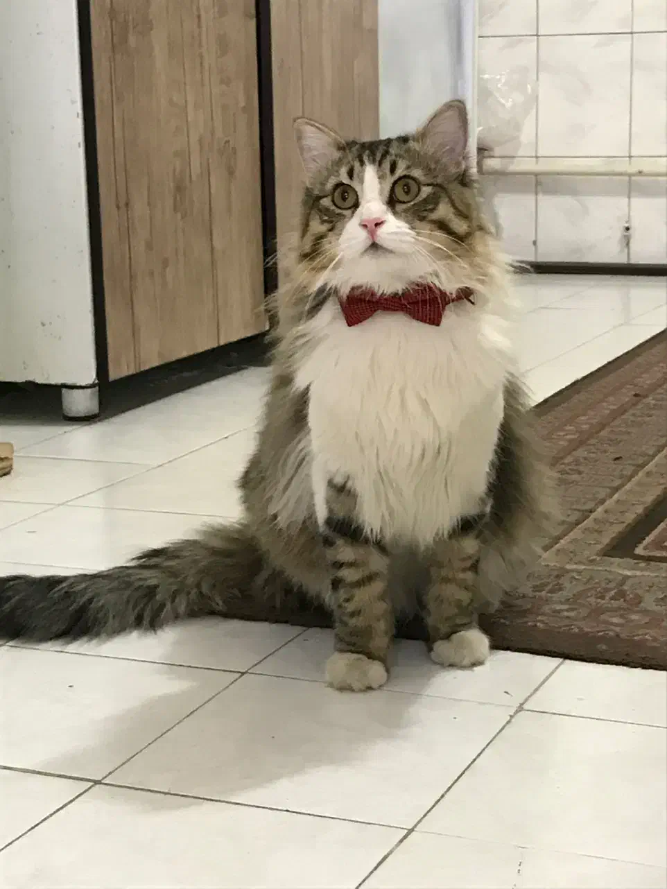 گربه گمشده|حیوانات|اصفهان, مهدی آباد|دیوار