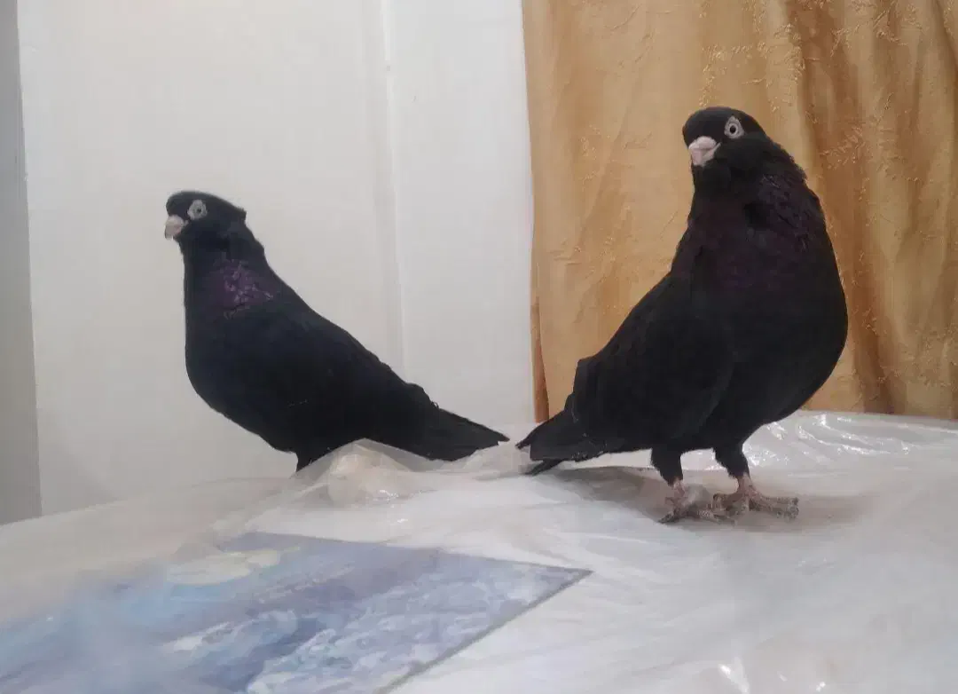 کبوتر صرب اصل|پرنده|صدرا-فارس, فاز ۱|دیوار