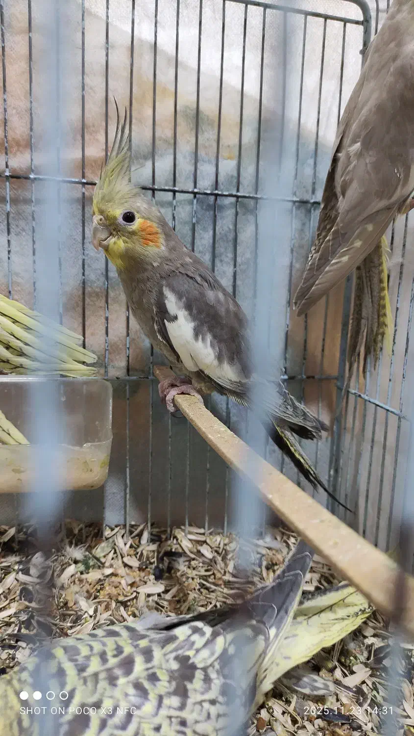 عروس هلندی|پرنده|آزادشهر, |دیوار