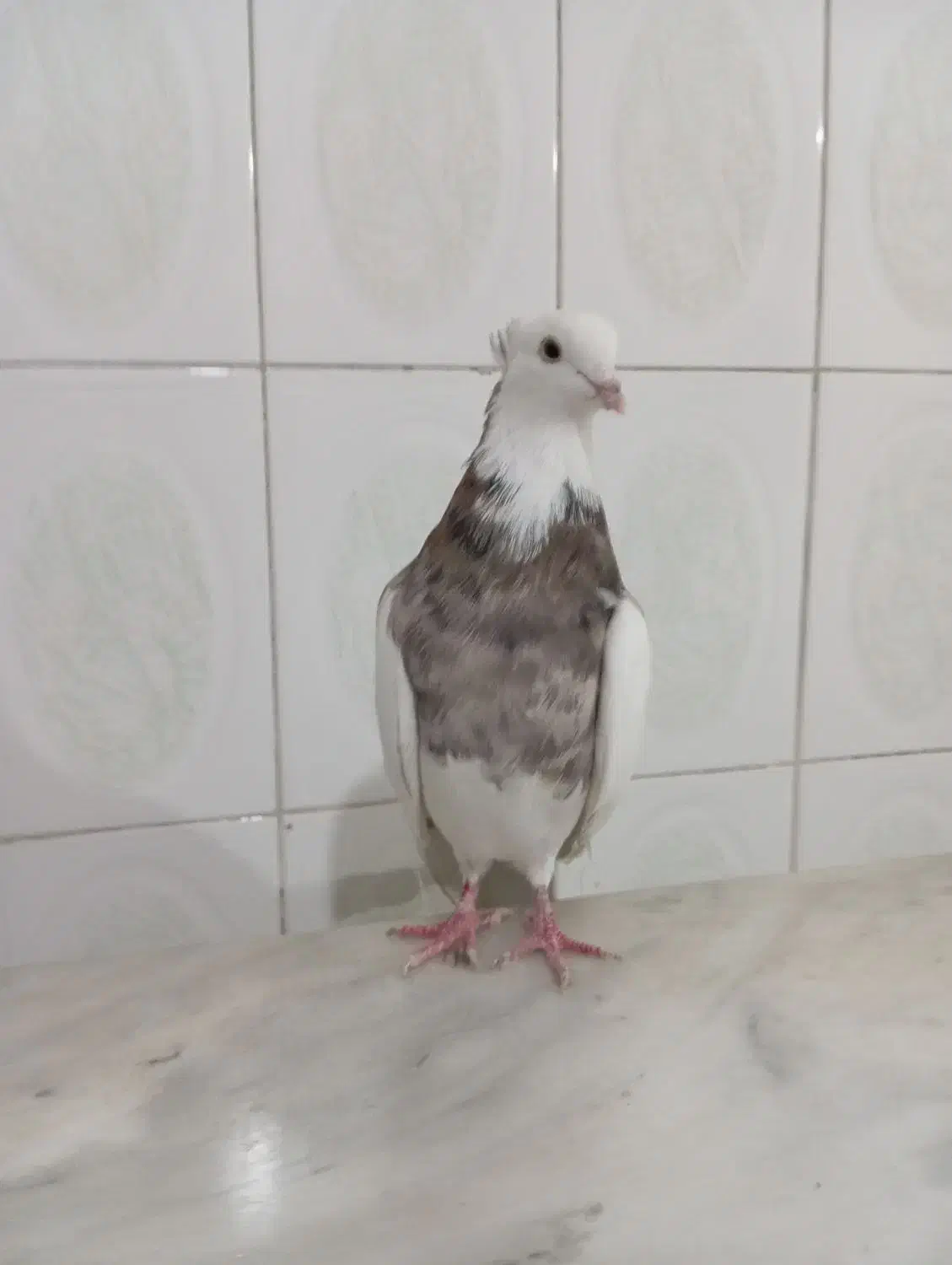 نر طوق خرمایی خال قدیم|پرنده|کرمانشاه, |دیوار