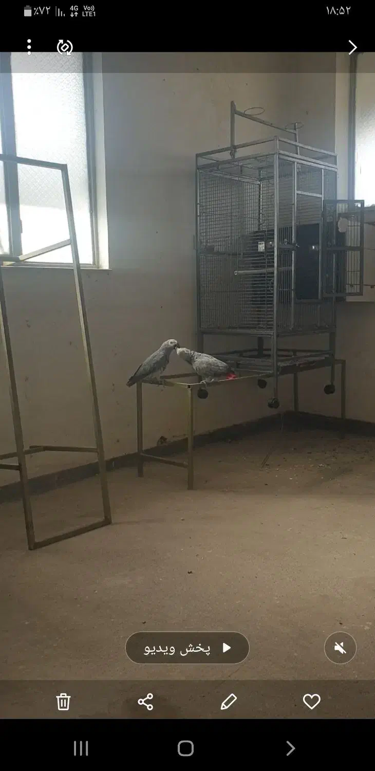 قفس بزرگ پرندگان|لوازم جانبی حیوانات|ساری, |دیوار