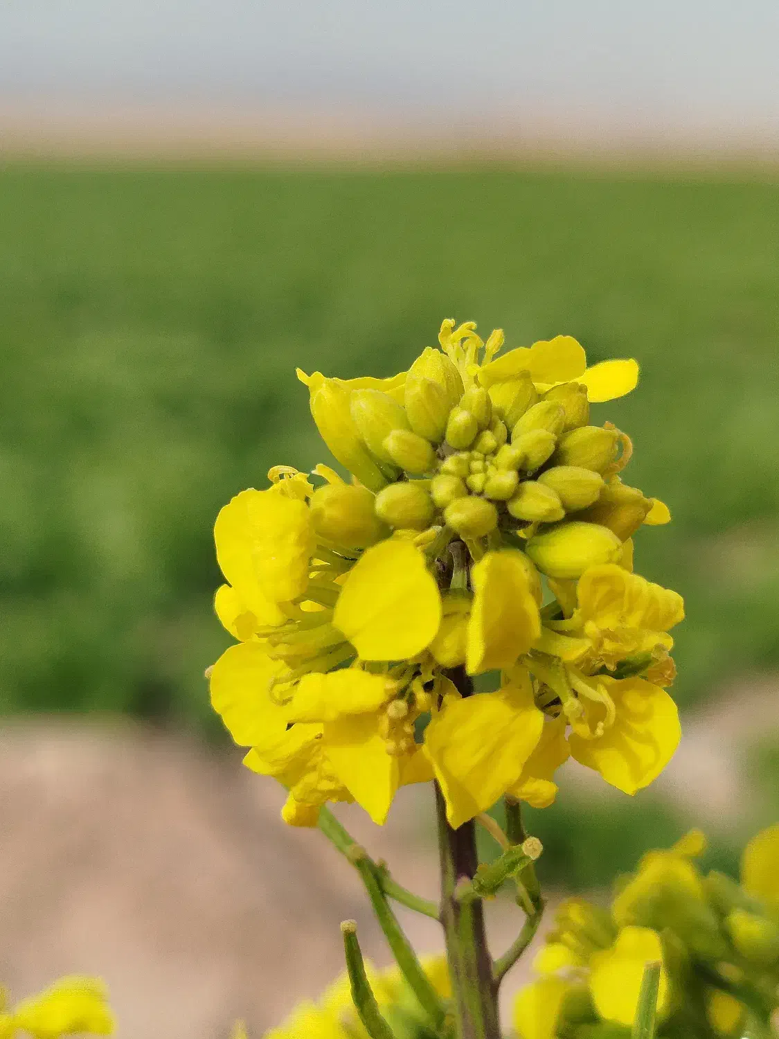 استخدام نیروی کار|استخدام خدمات فروشگاه و رستوران|گرمسار, |دیوار