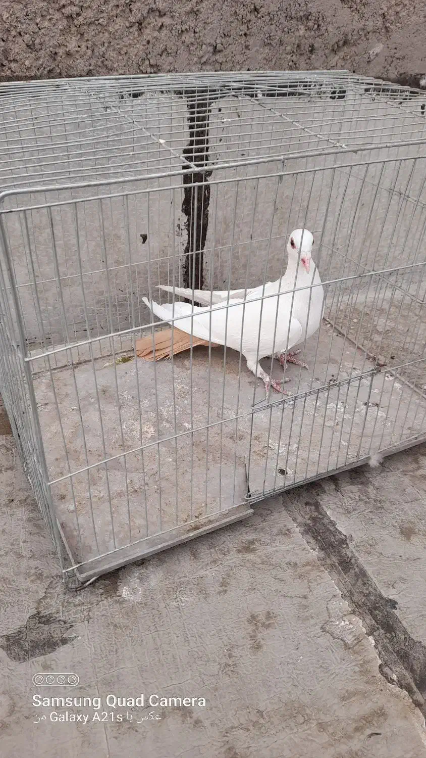 ماده دم زرد|پرنده|رفسنجان, |دیوار