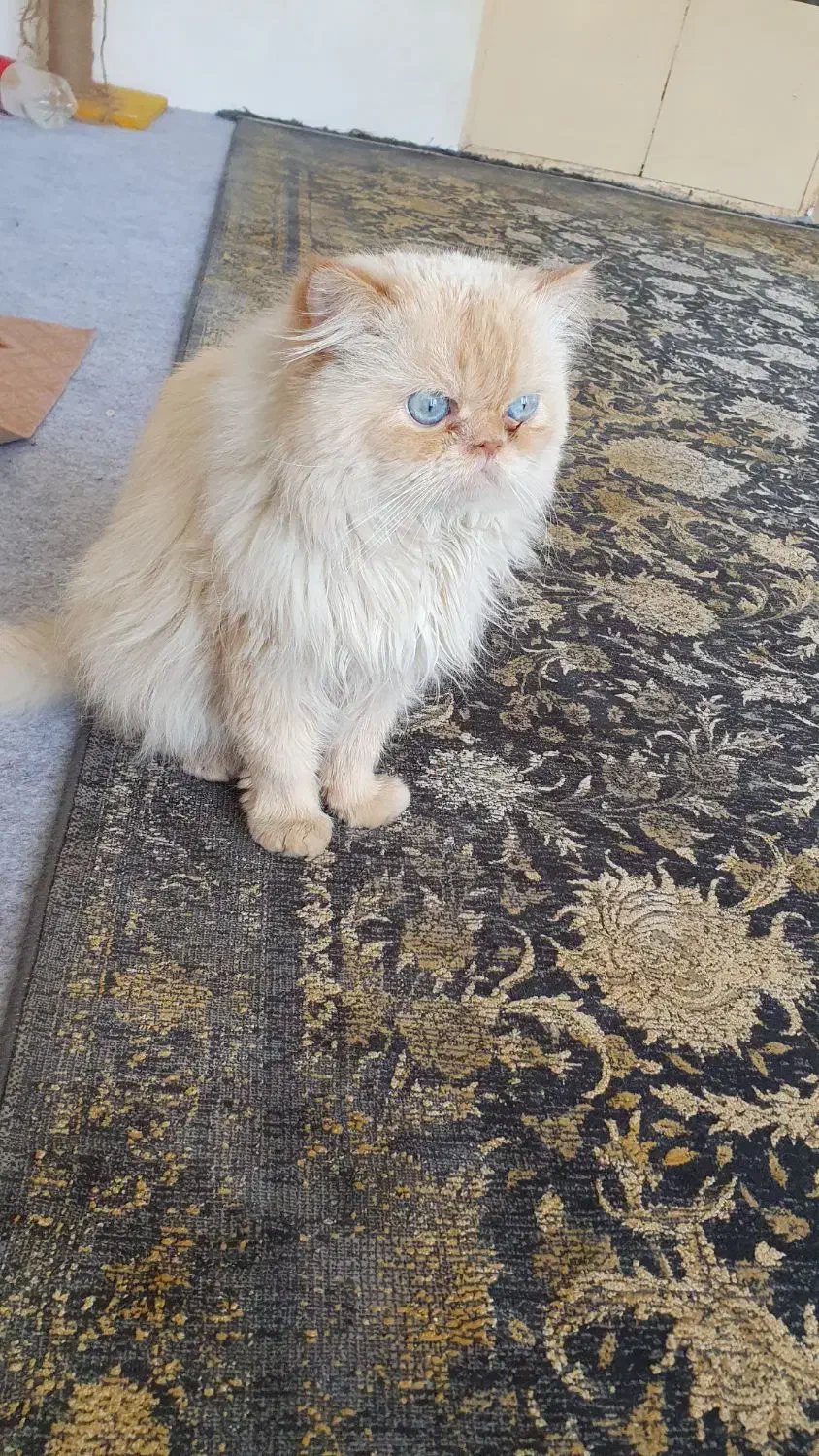 گربه|گربه|کاشان, سه راه پرورشگاه|دیوار