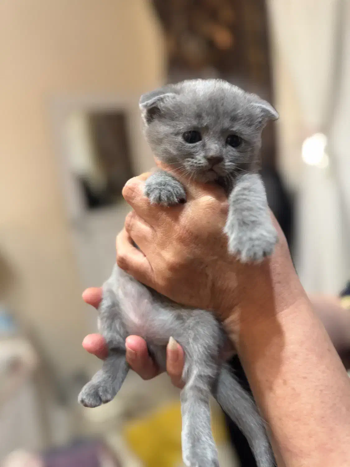 گربه اسکاتیش بلو اشرافی|گربه|آمل, |دیوار